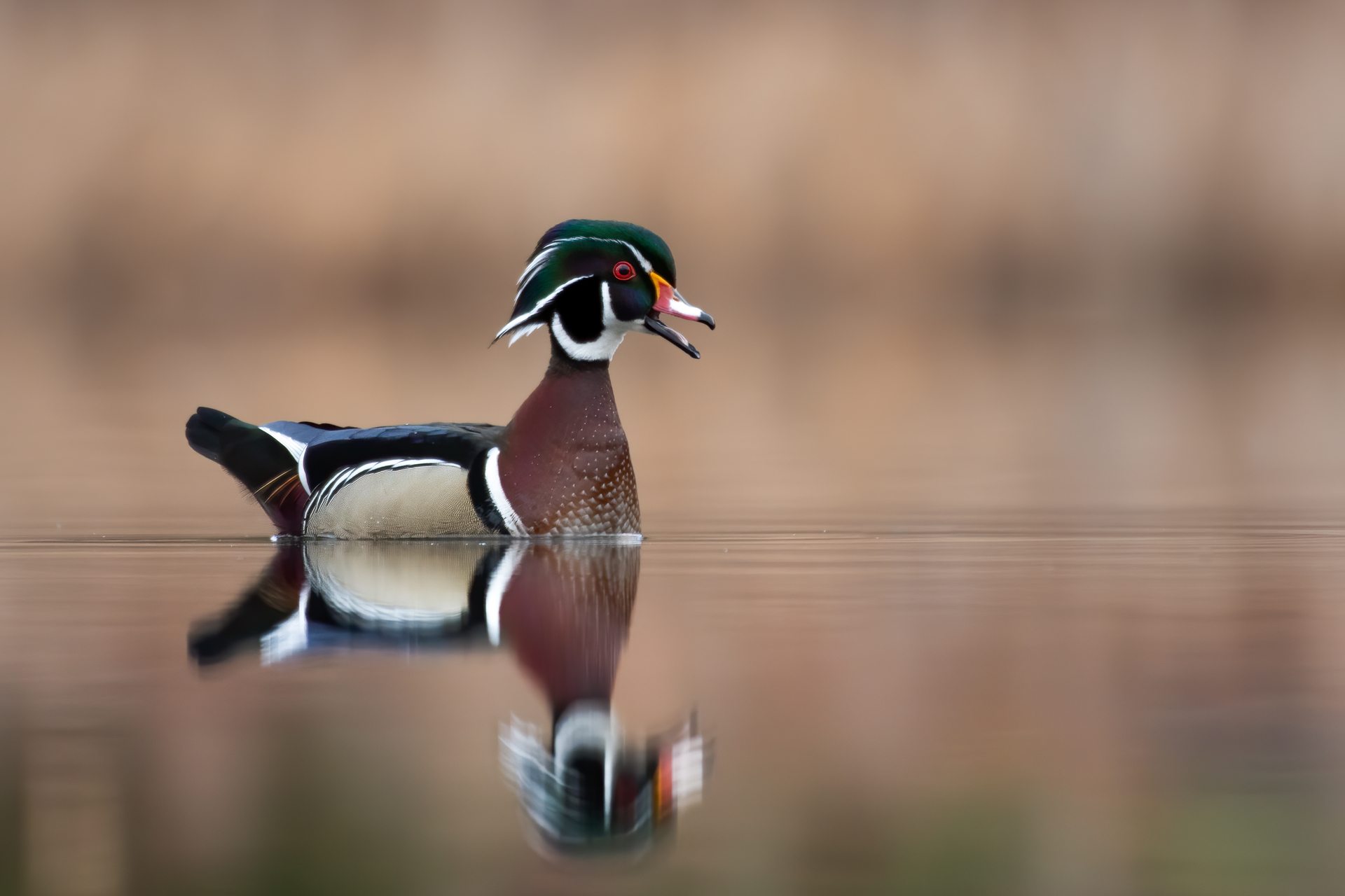 Wood Duck on water