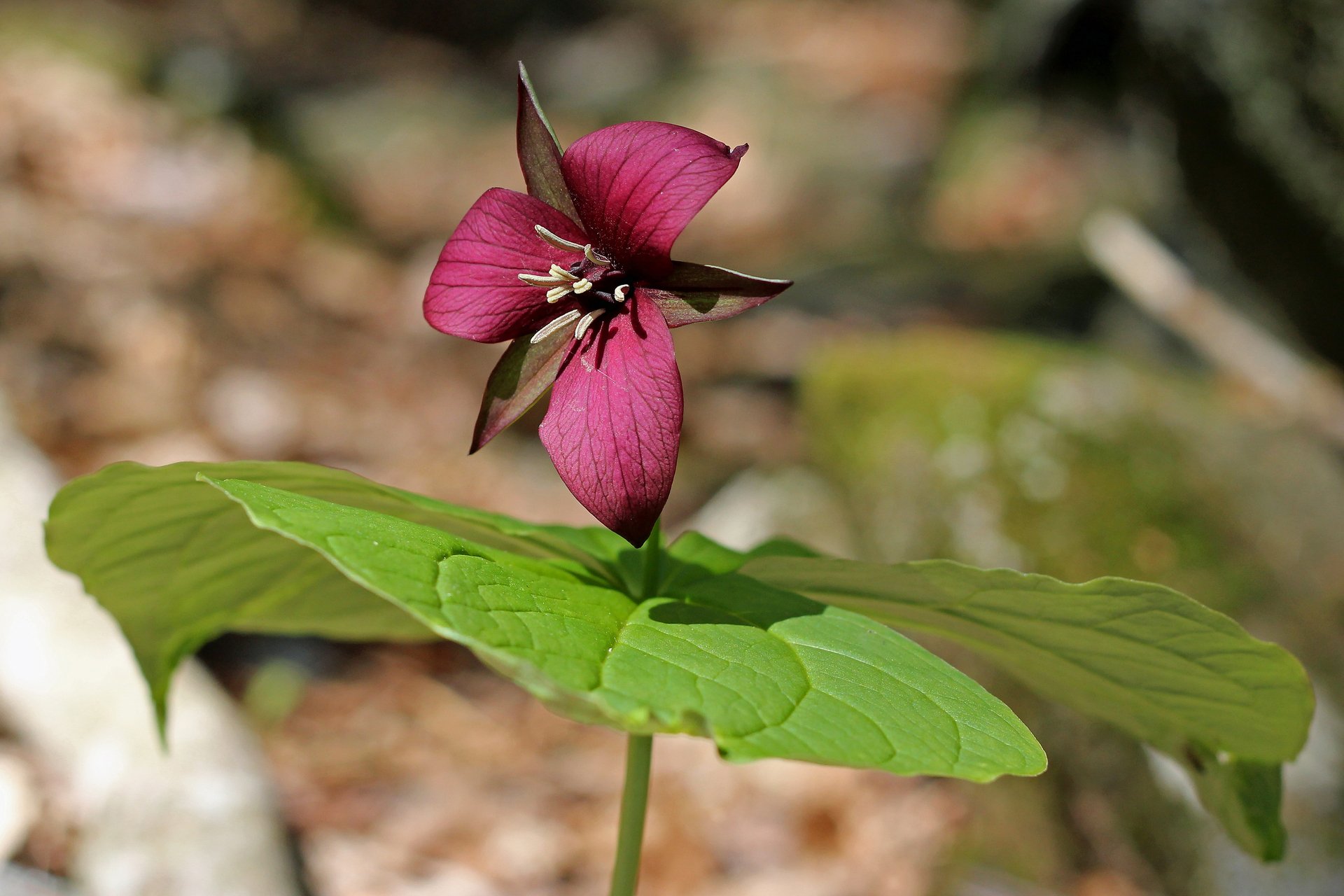 Trillium