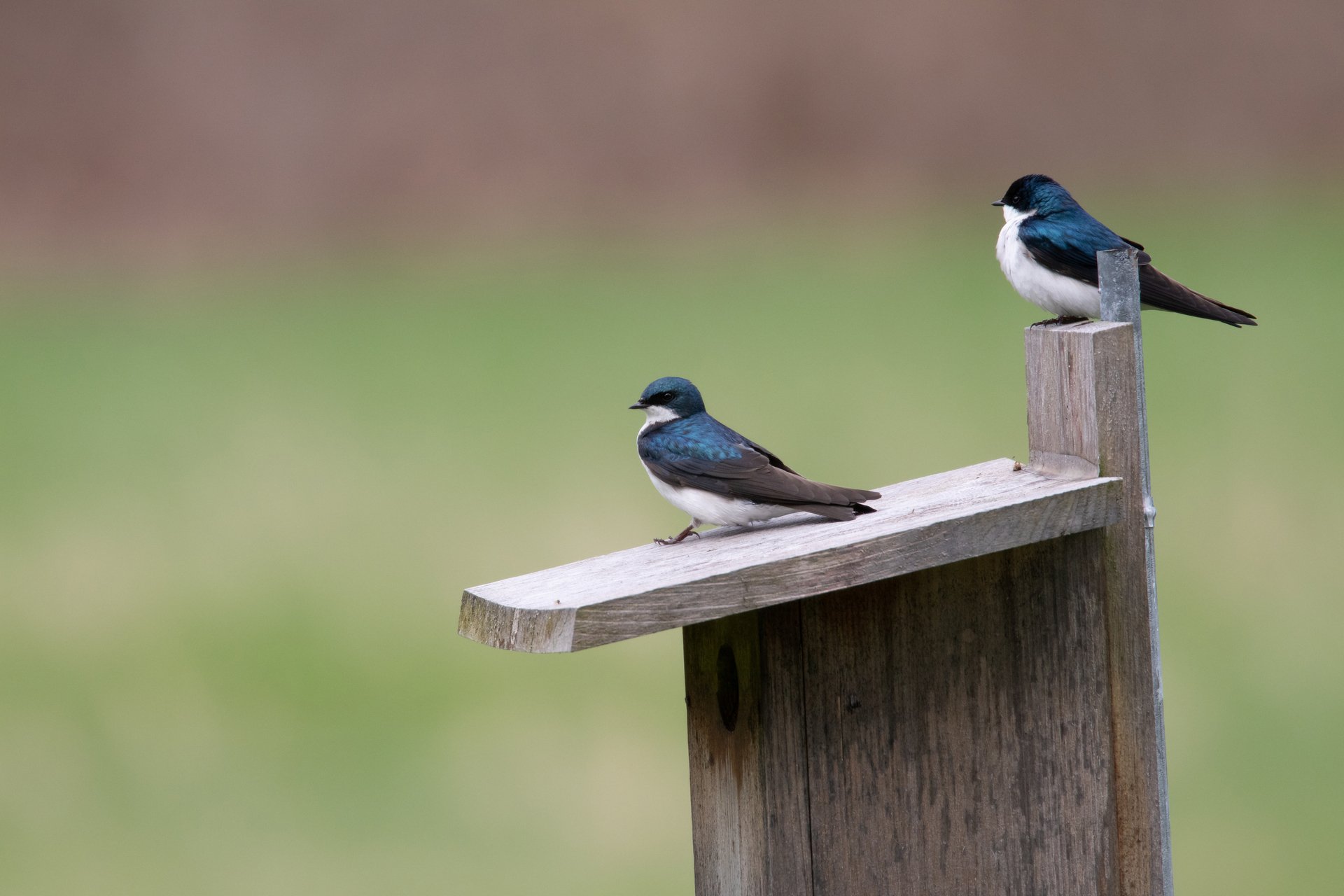 Two Tree Swallows on Nest Box