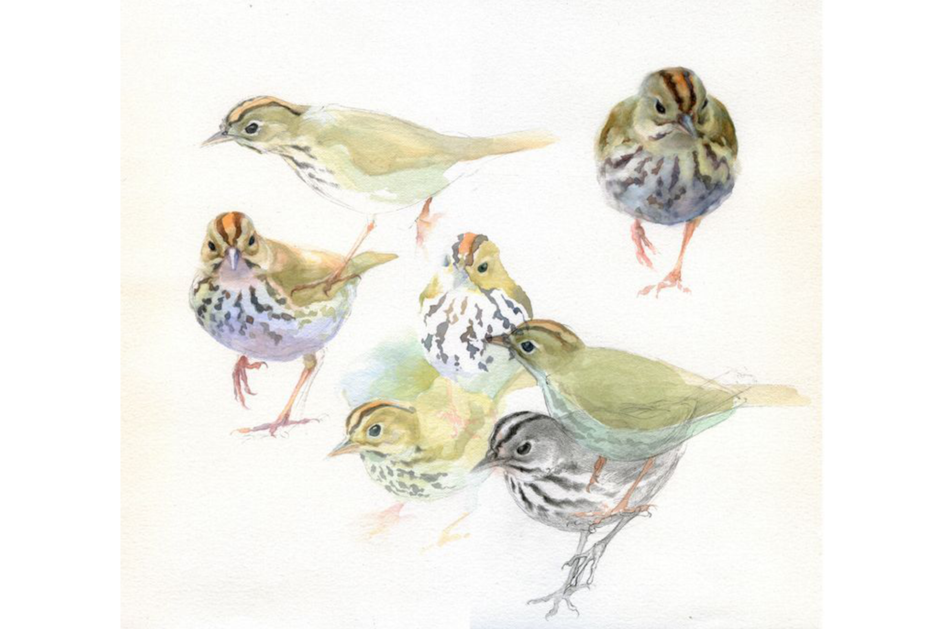 Watercolor painting of several Ovenbirds