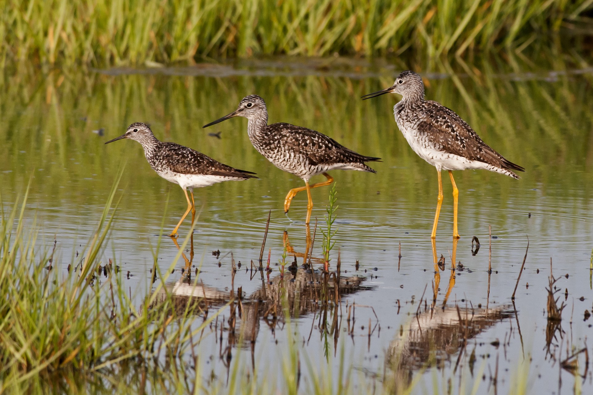 three shorebirds with yellow legs