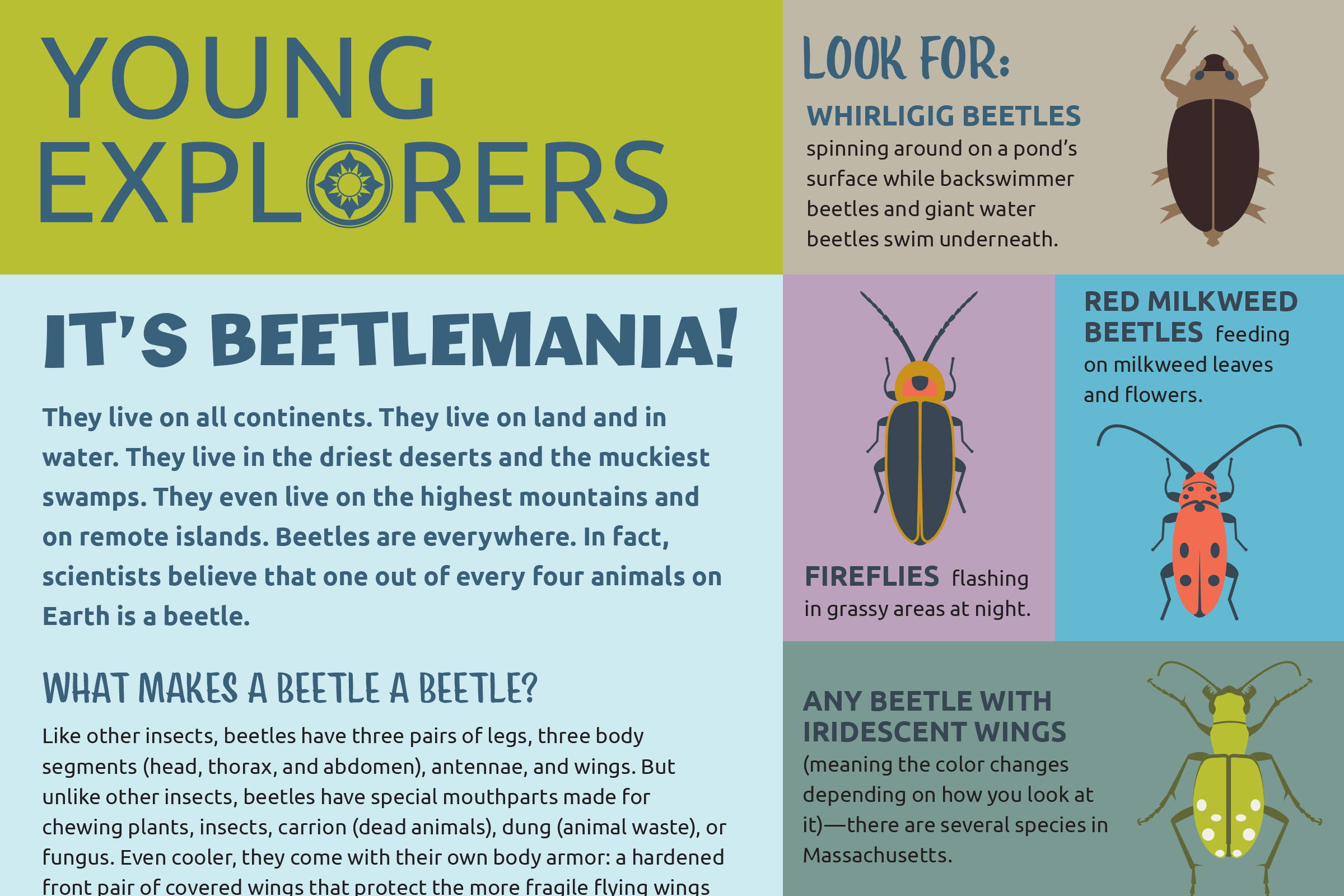 Preview of Beetlemania activity sheet