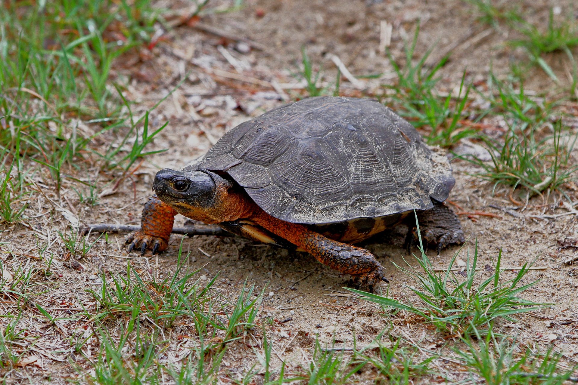 Wood turtle on ground