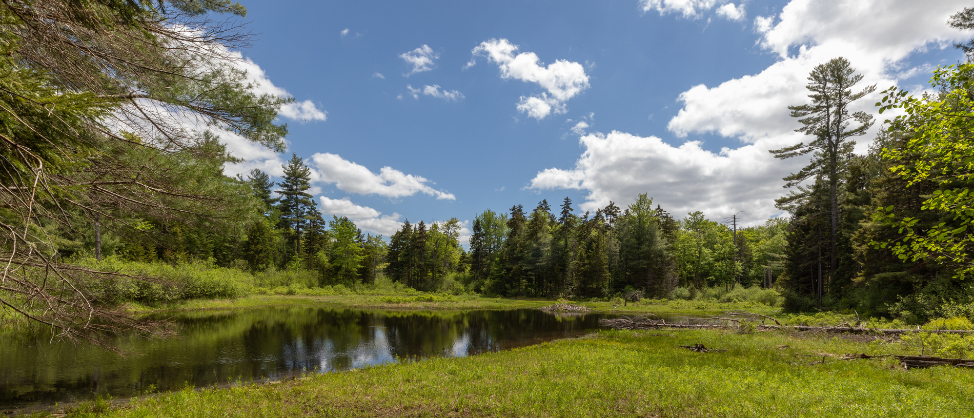 Green pine trees surround a marshy wetland. White clouds are scattered across a blue sky.