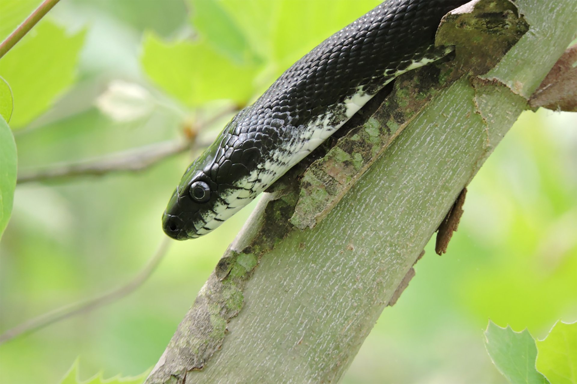 Black Rat Snake on a branch