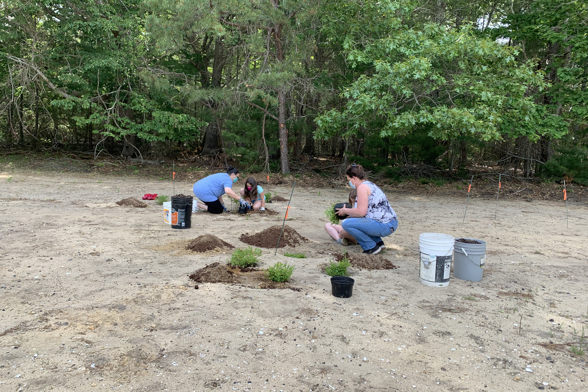 Volunteers planting shrubs at Great Neck