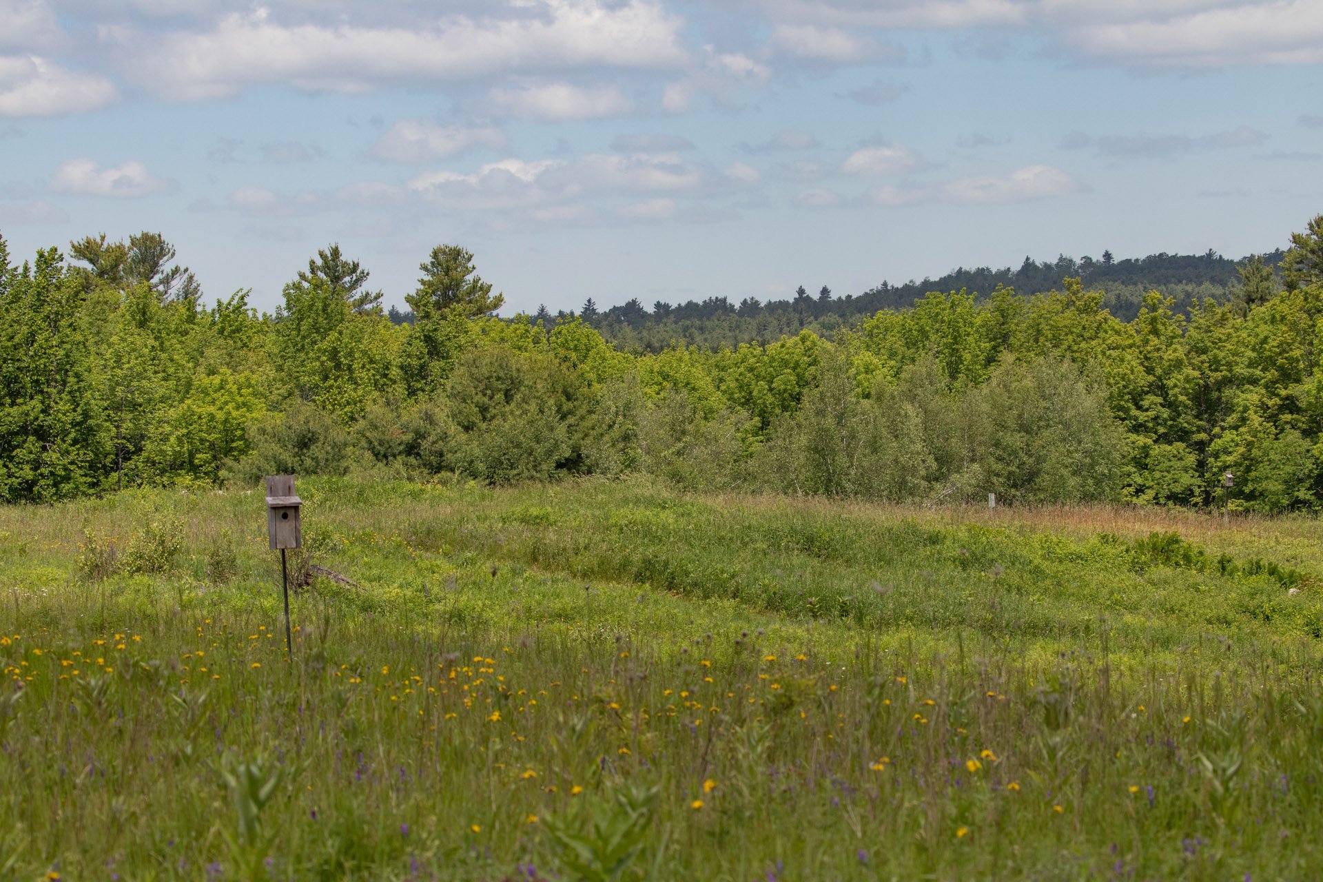 Wooden birdboxes in an open green meadow, with a forest on the far end.