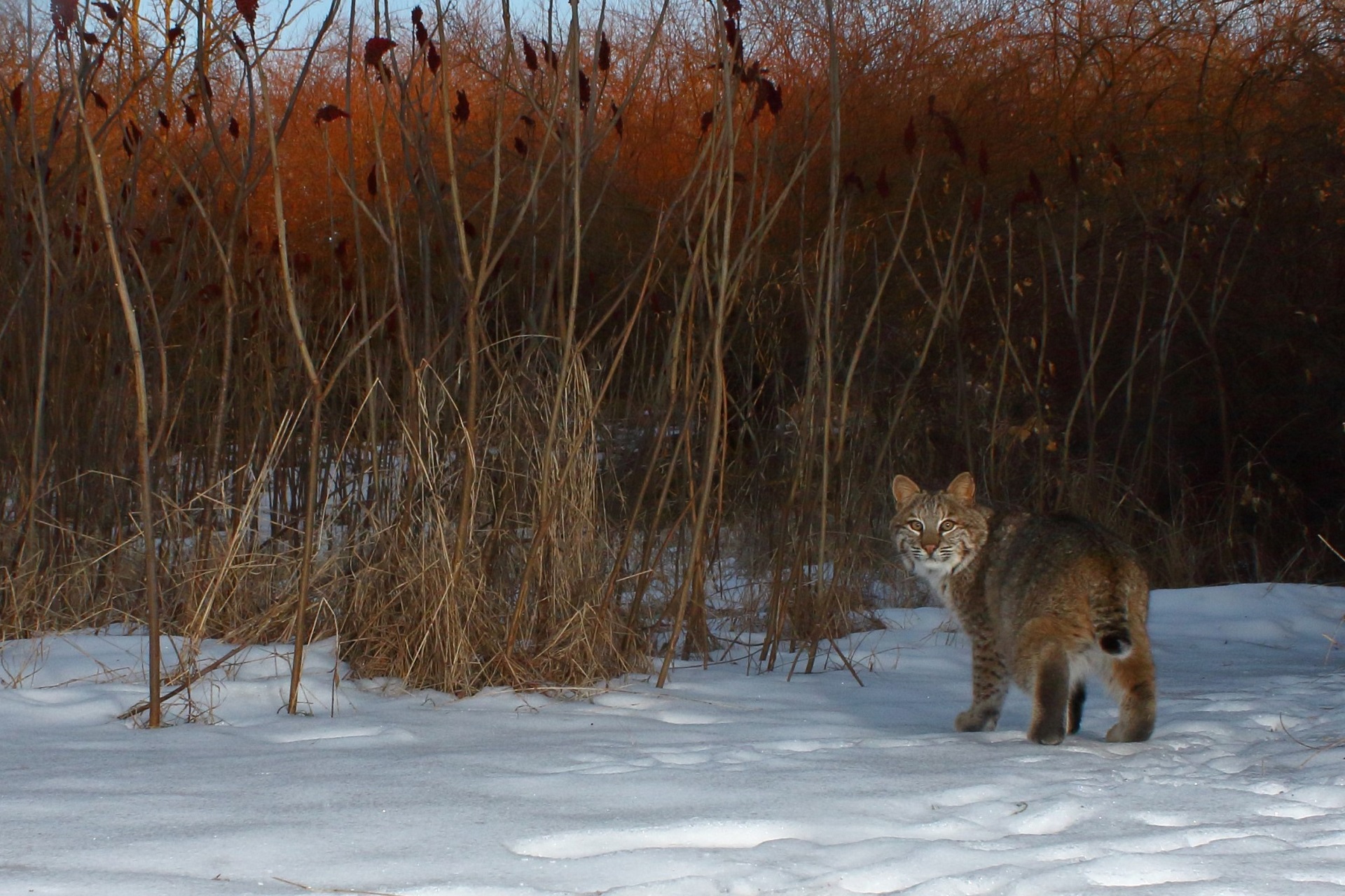 Bobcat in the snow by reeds, looking over its shoulder at photographer.