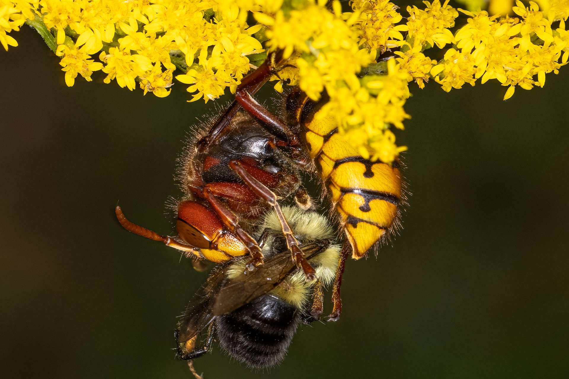 European Hornet attacking a bee