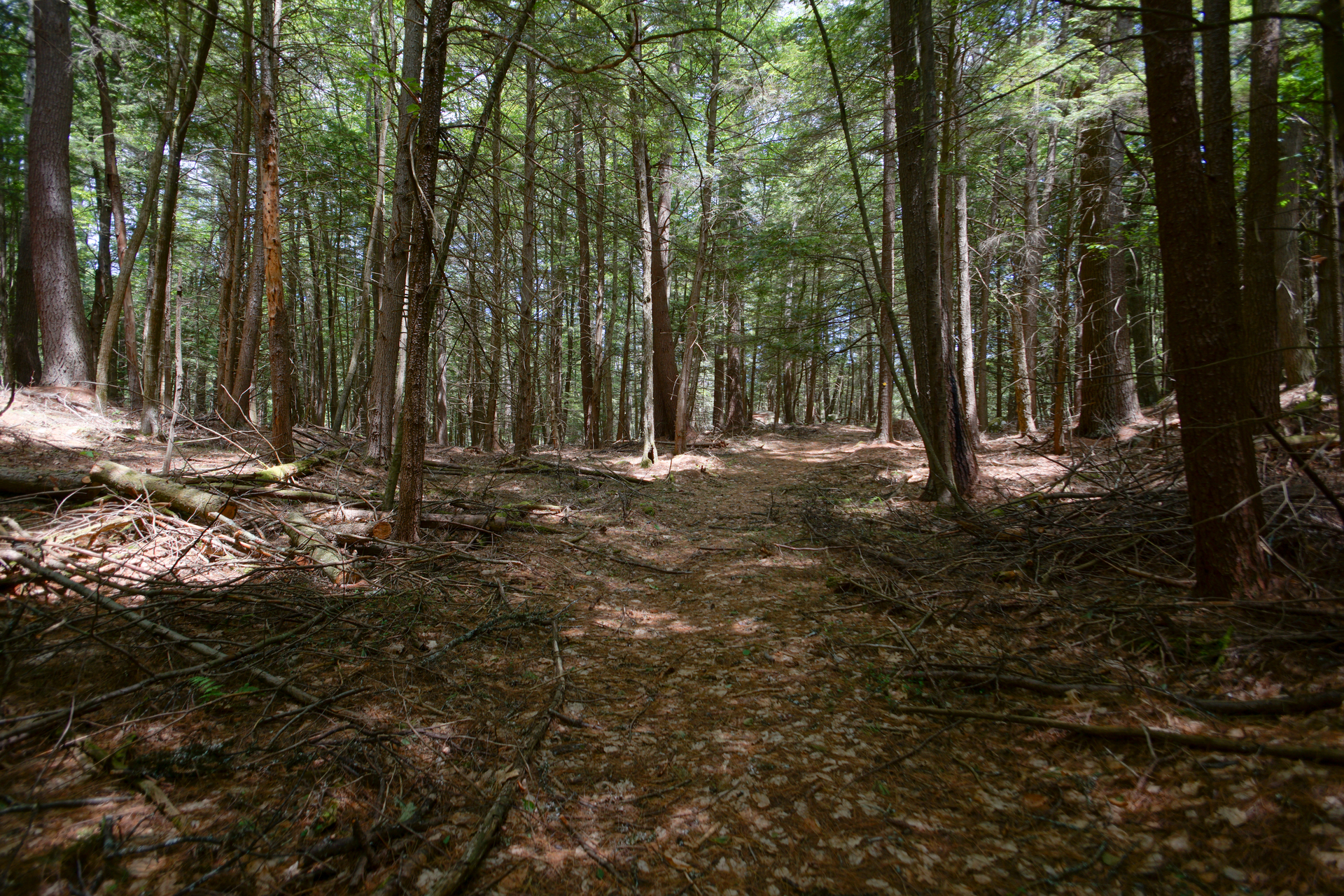 A bare forest floor with tall tree trunks. Green canopy is visible.
