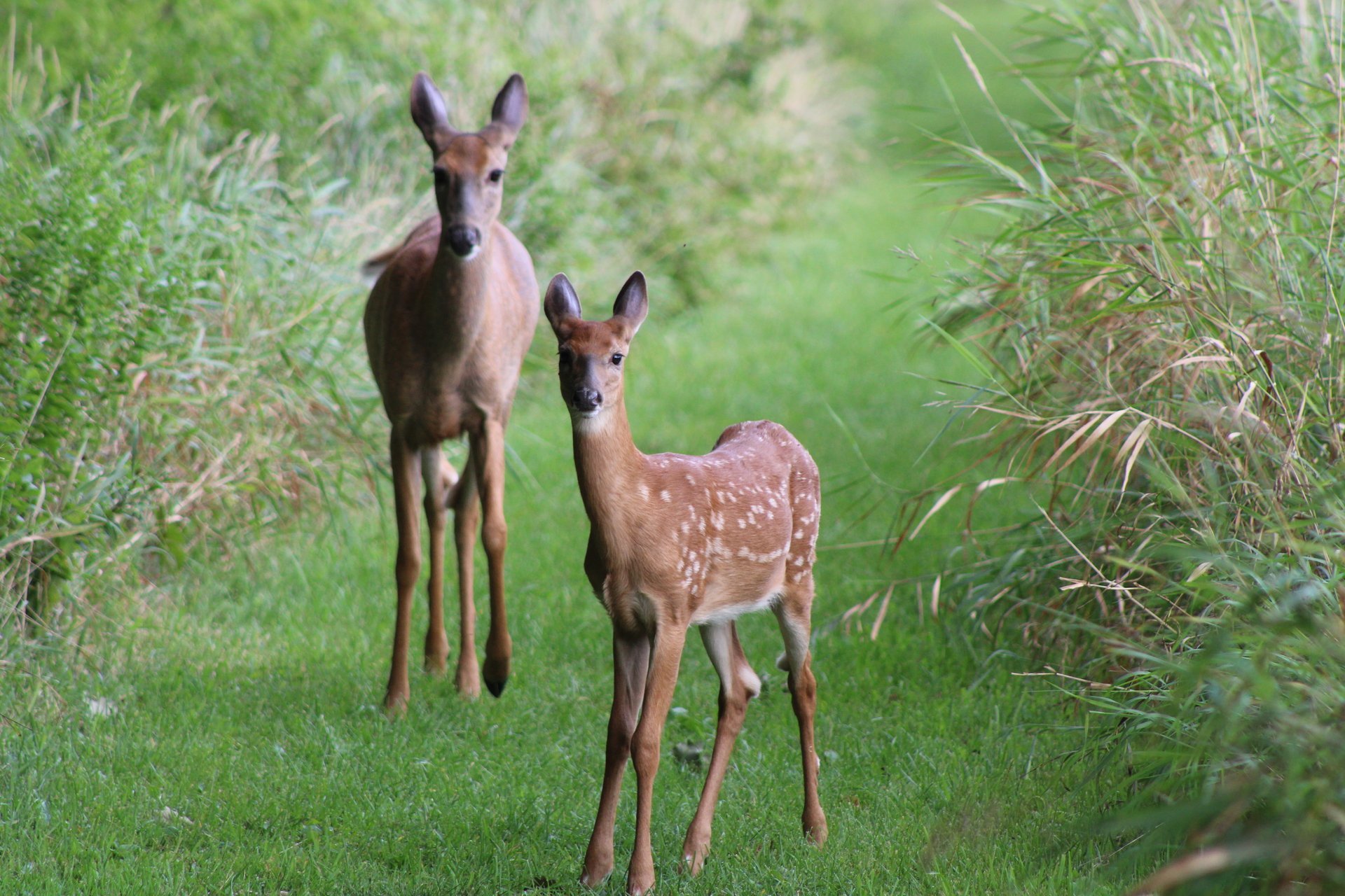 Two dear standing on a grassy path. The deer closest to the camera still has white fawn spots.