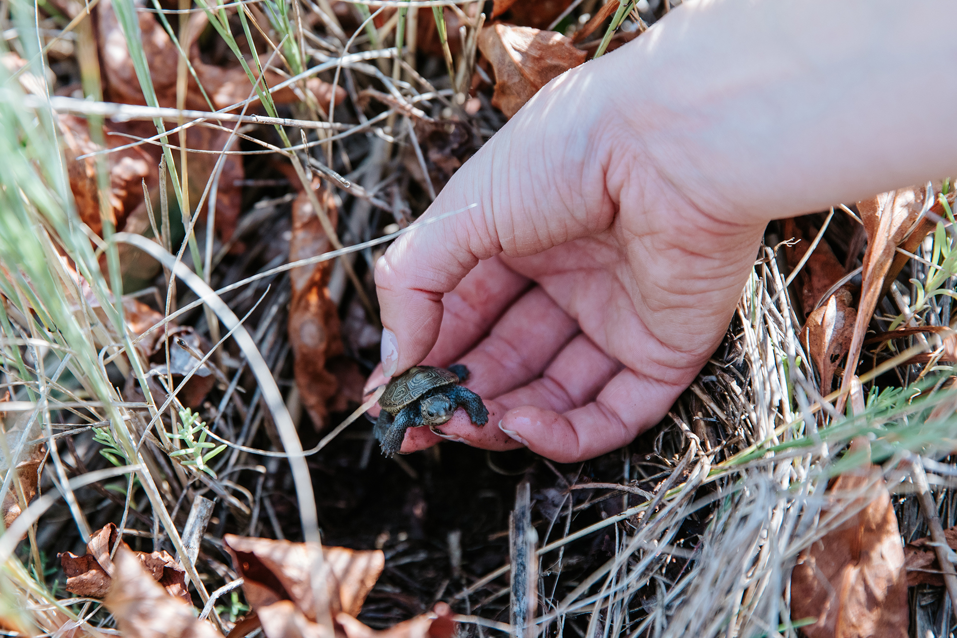 Diamondback terrapin hatchling being lowered into a nest