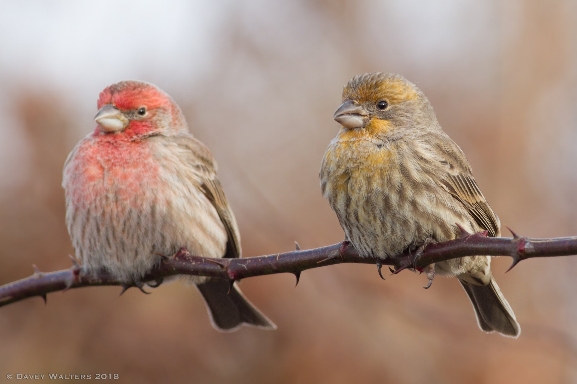 Two house finches sitting on branch, one is tinted red and the other is tinted yellow