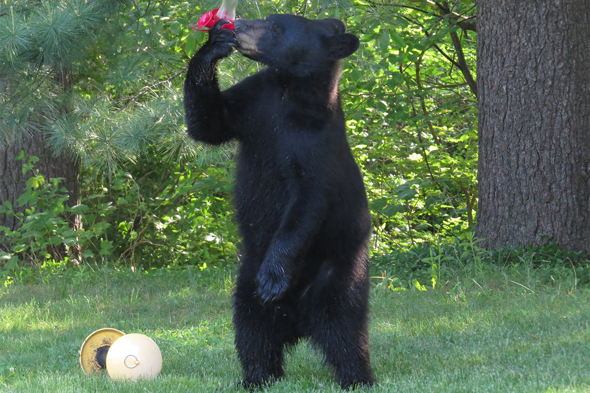 A black bear standing on it's hind legs, with one front paw scooping a hanging hummingbird feeder to its mouth. A fallen bird feeder lays on the grass nearby.