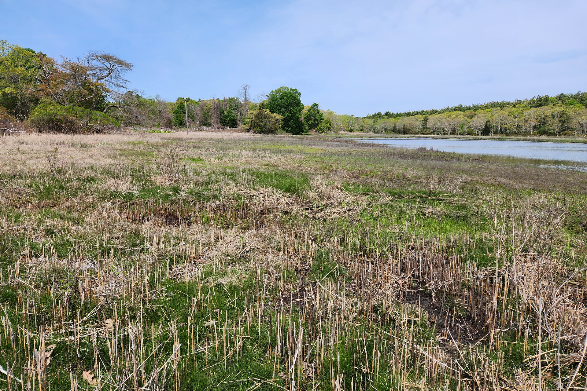 Great Neck saltmarsh in May 2023