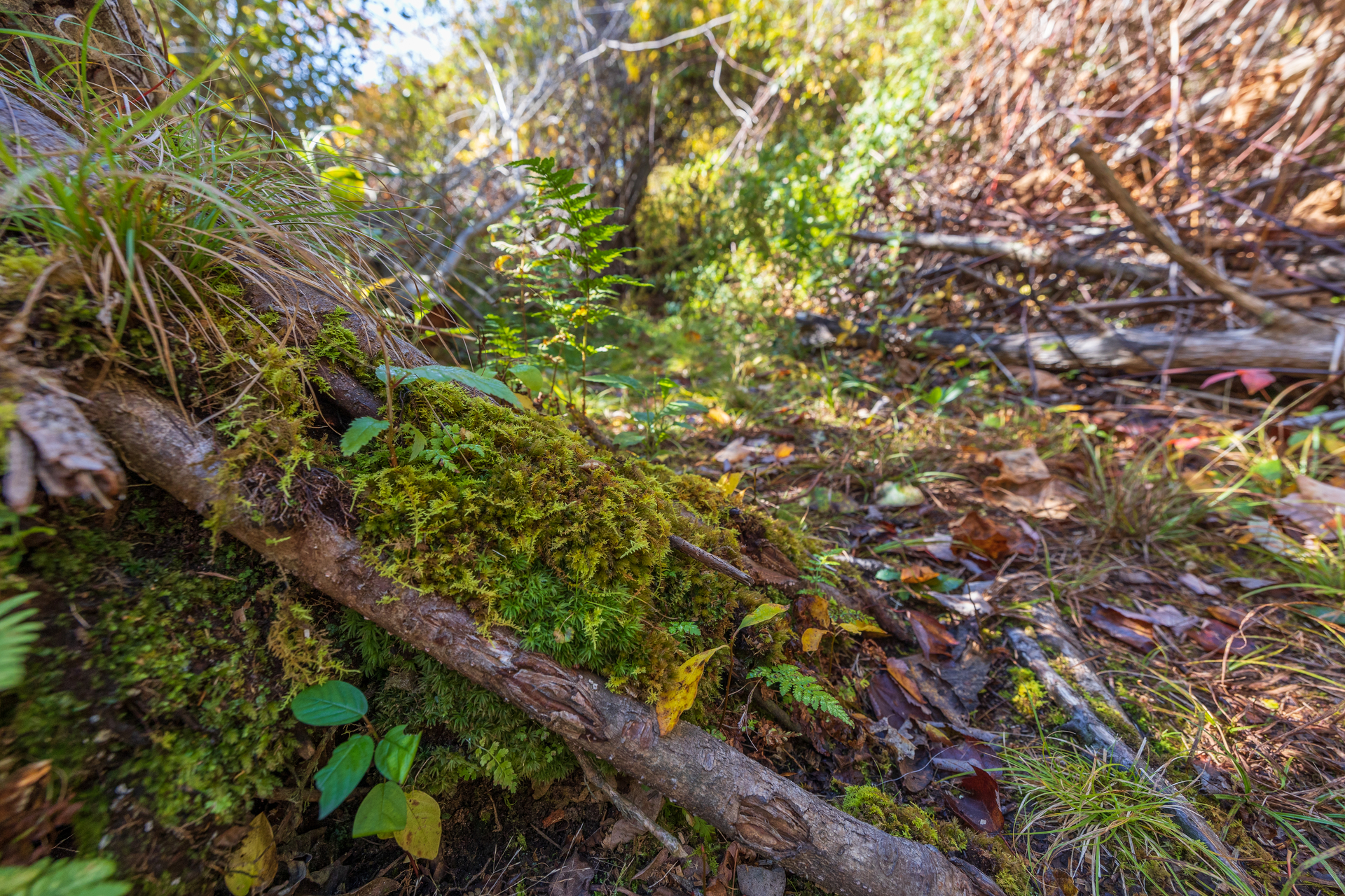 A patch of moss with a stick laying across it in the foreground. In the background is a forest floor with branches, brown and orange leaves, and grass.