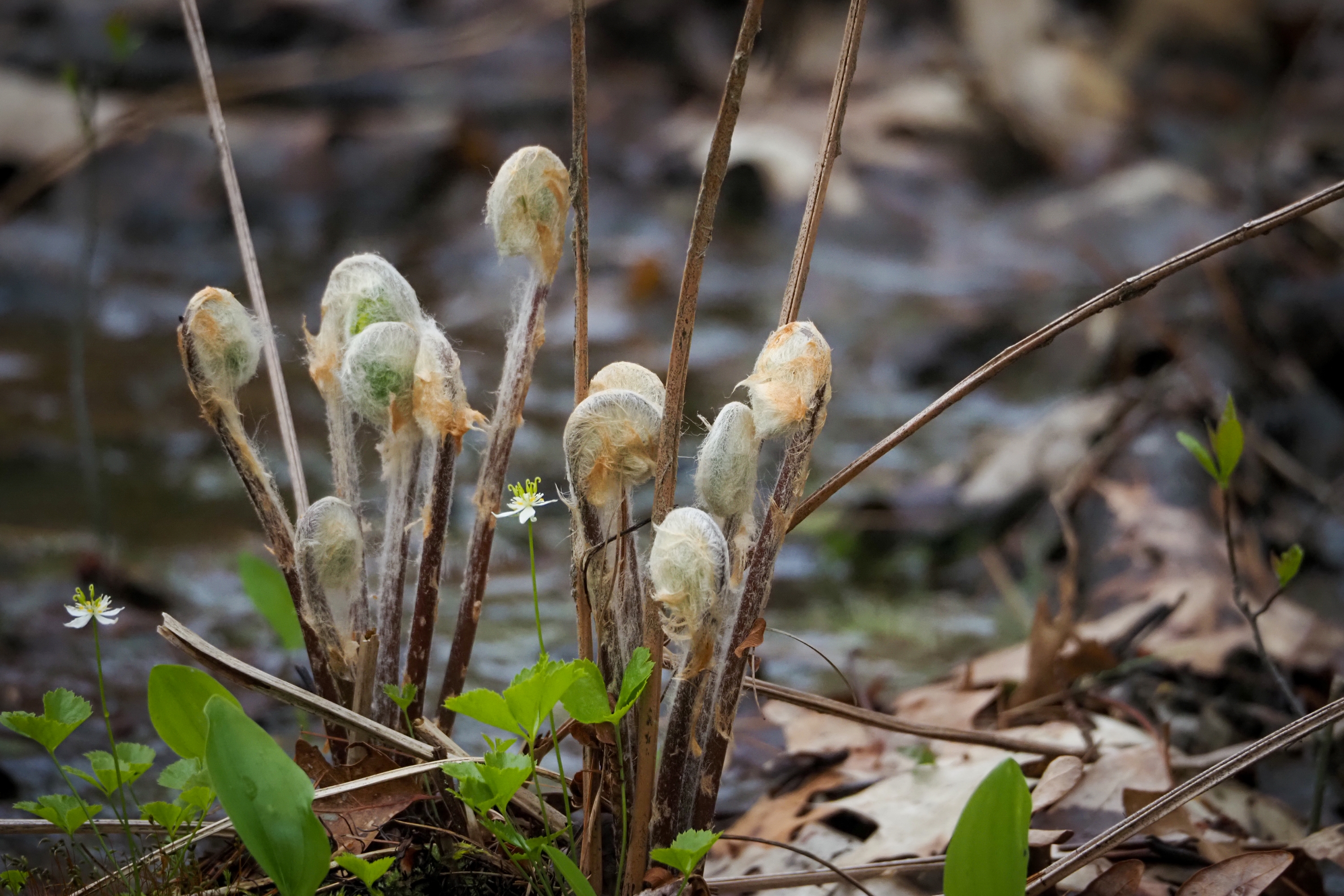 Ferns at Waseeka