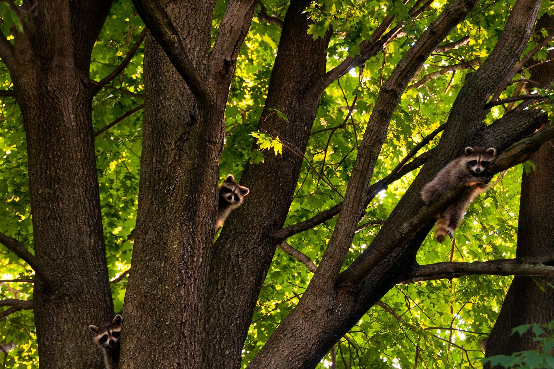 Three raccoons lounge in a tree.
