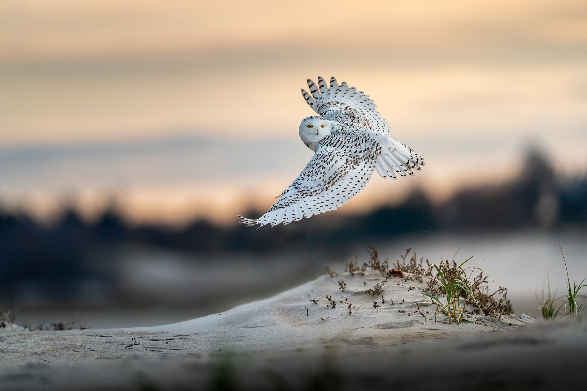Snowy Owl in flight over a dune