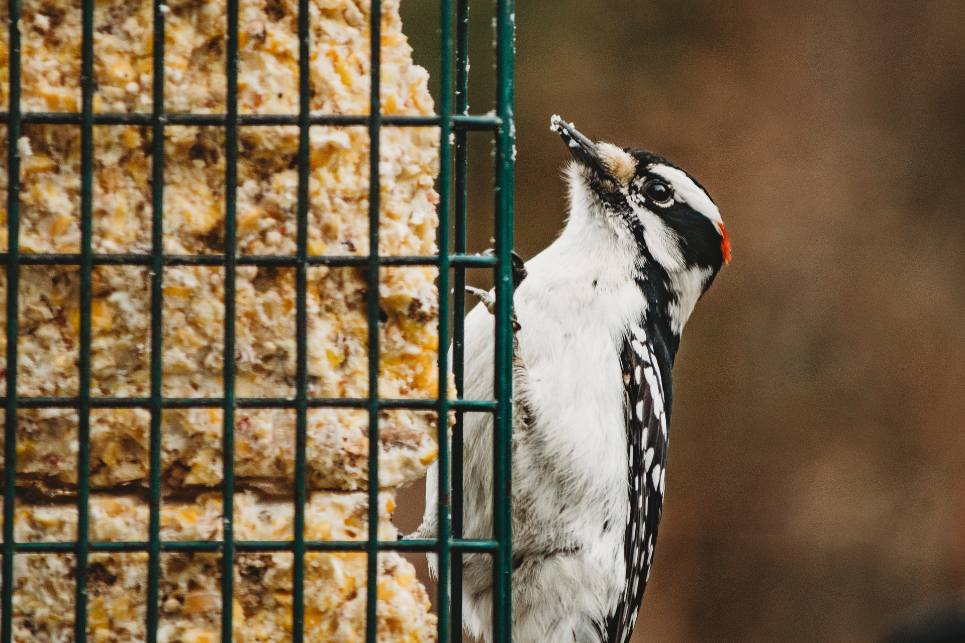 Woodpecker at a Suet feeder