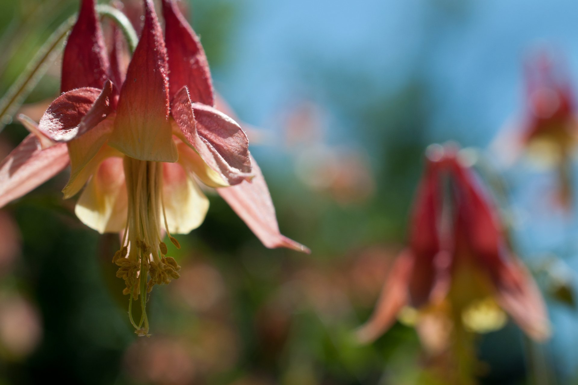 Drooping pink flowers