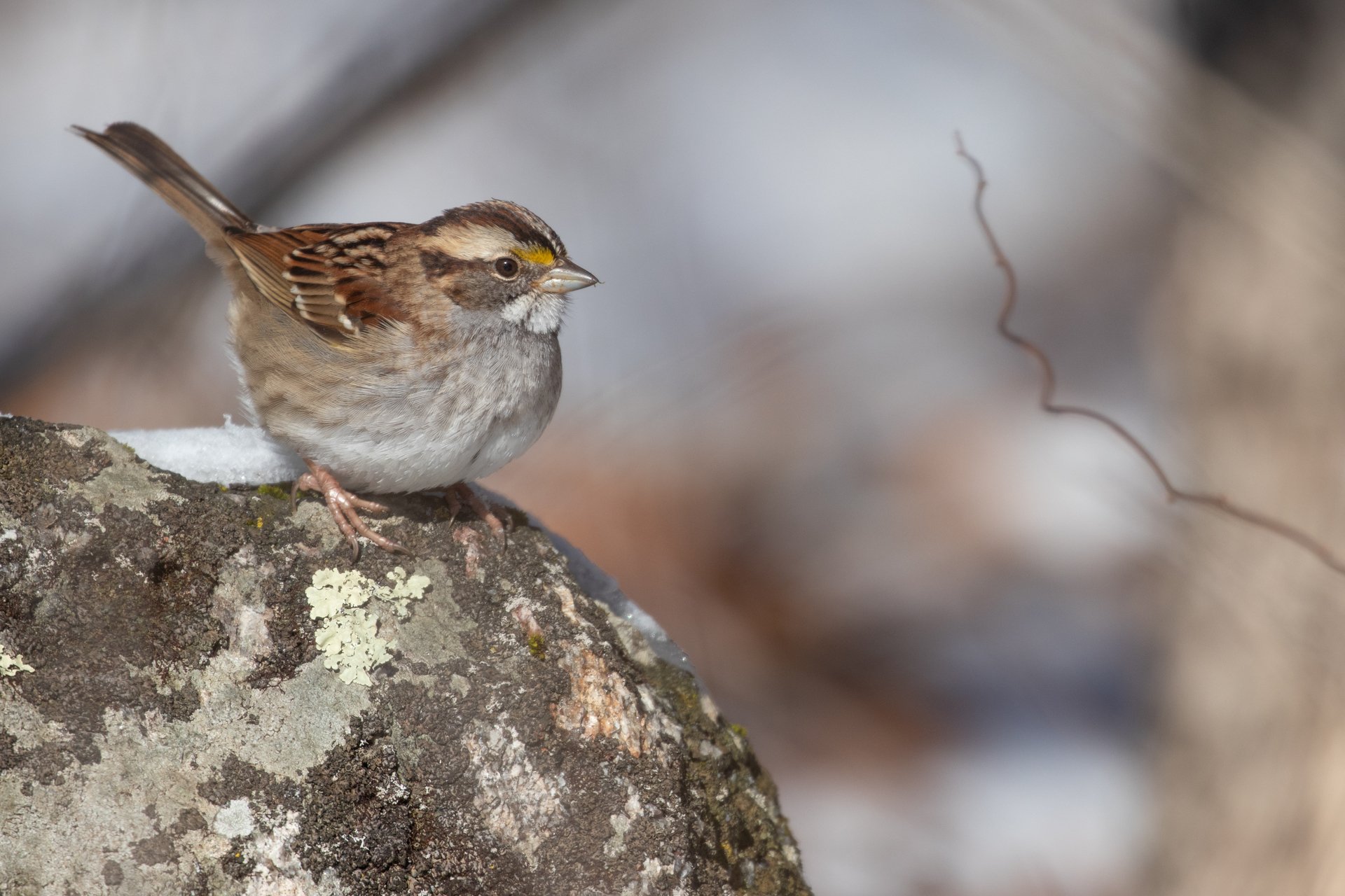 White-throated Sparrow perched on rock