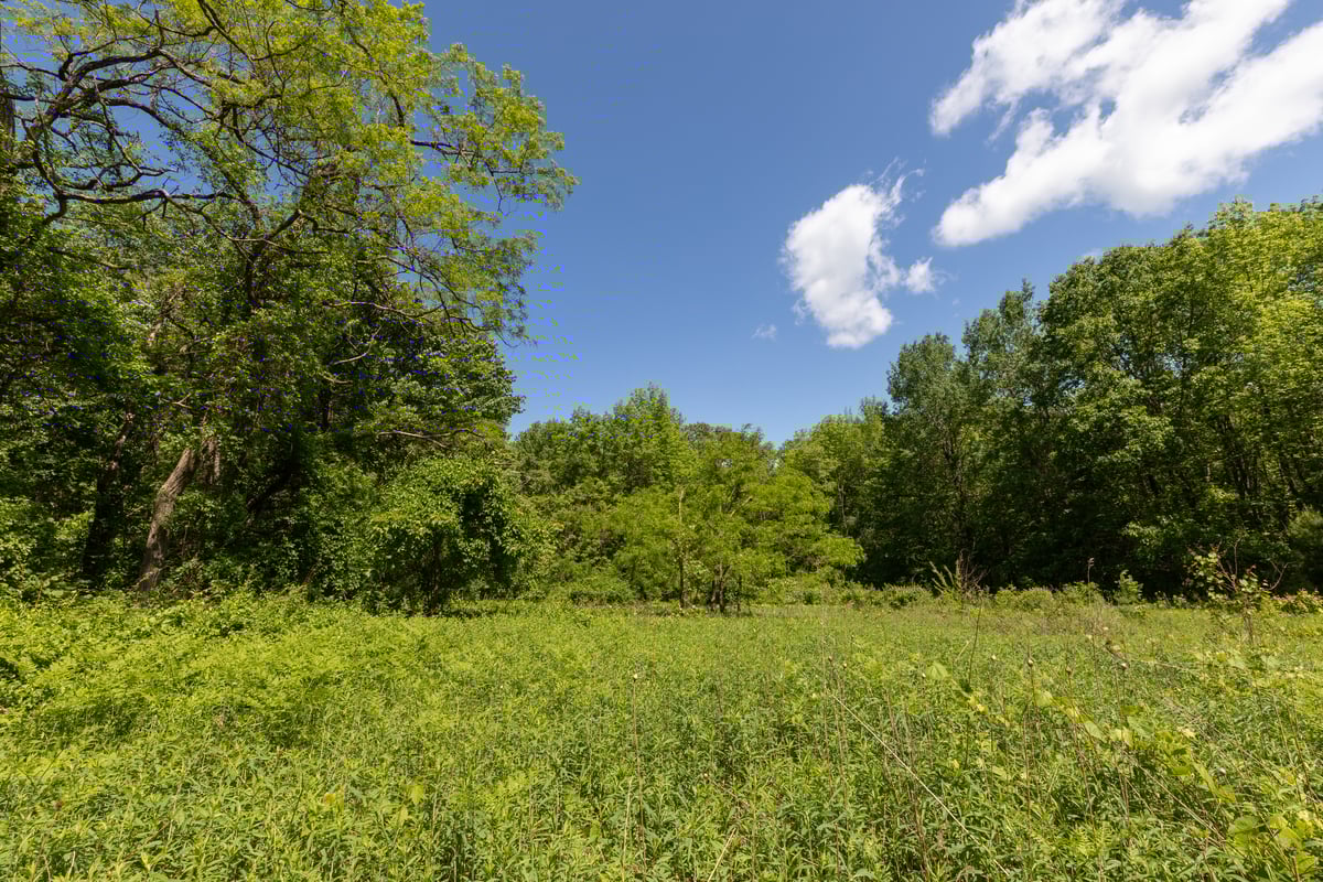 Green tall vegetation and a green forest.