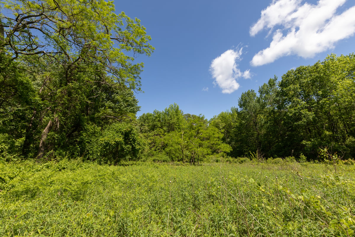 Green tall vegetation and a green forest.