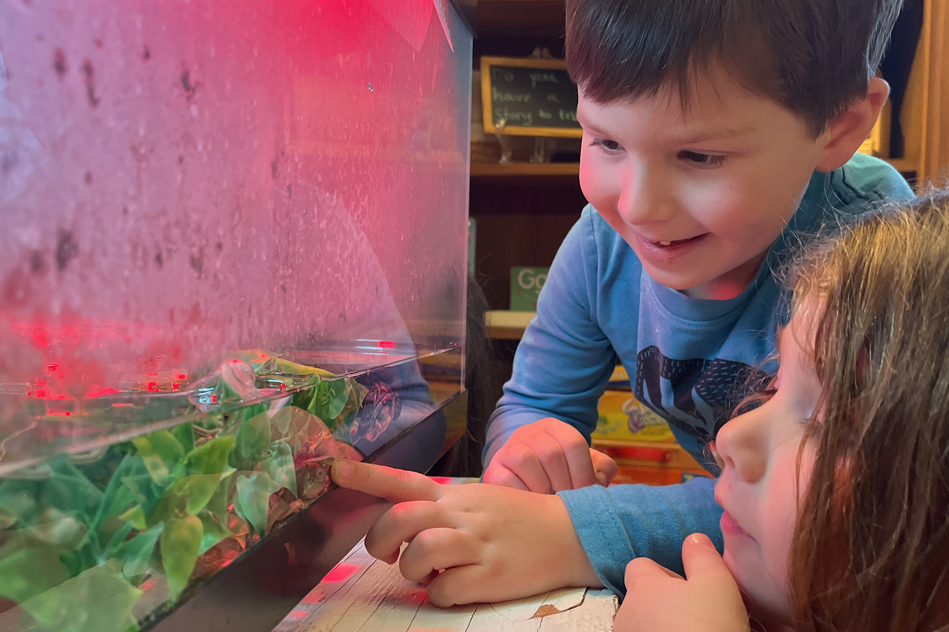 Two preschoolers looking at turtles in a tank