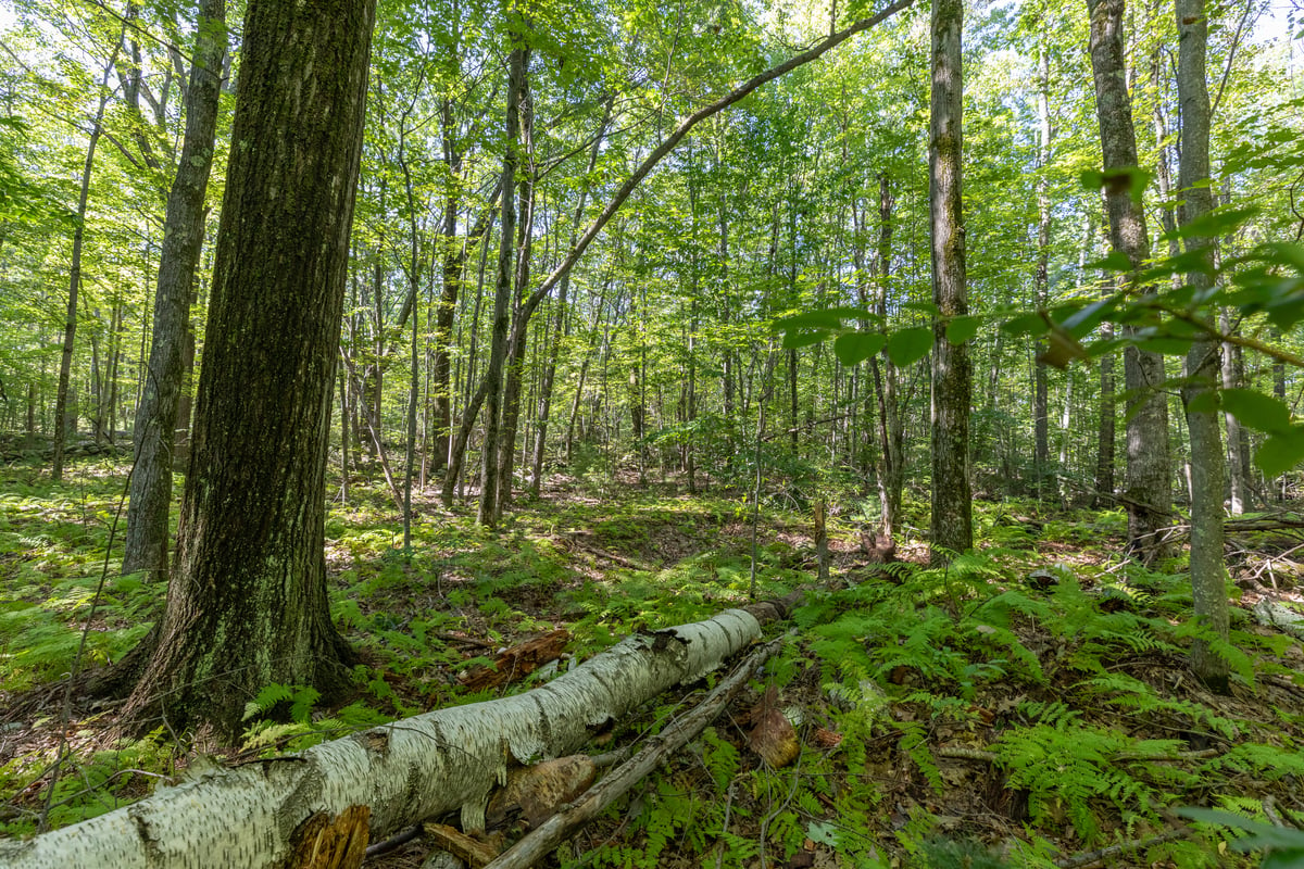 Green ferns cover the ground in a forest. Tree trunks of various sizes are seen throughout the picture.