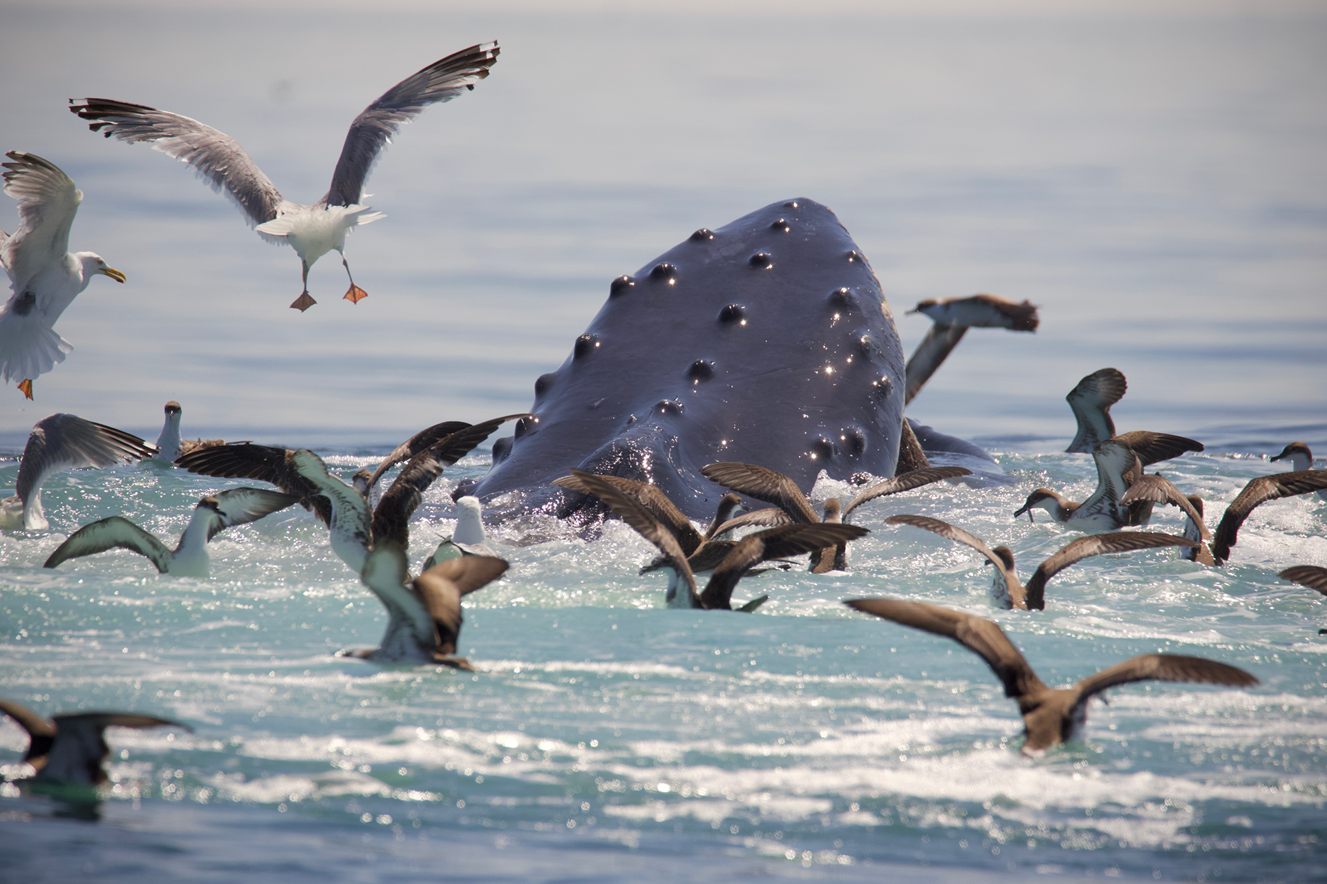 Humpback whale surrounded by numerous seabirds