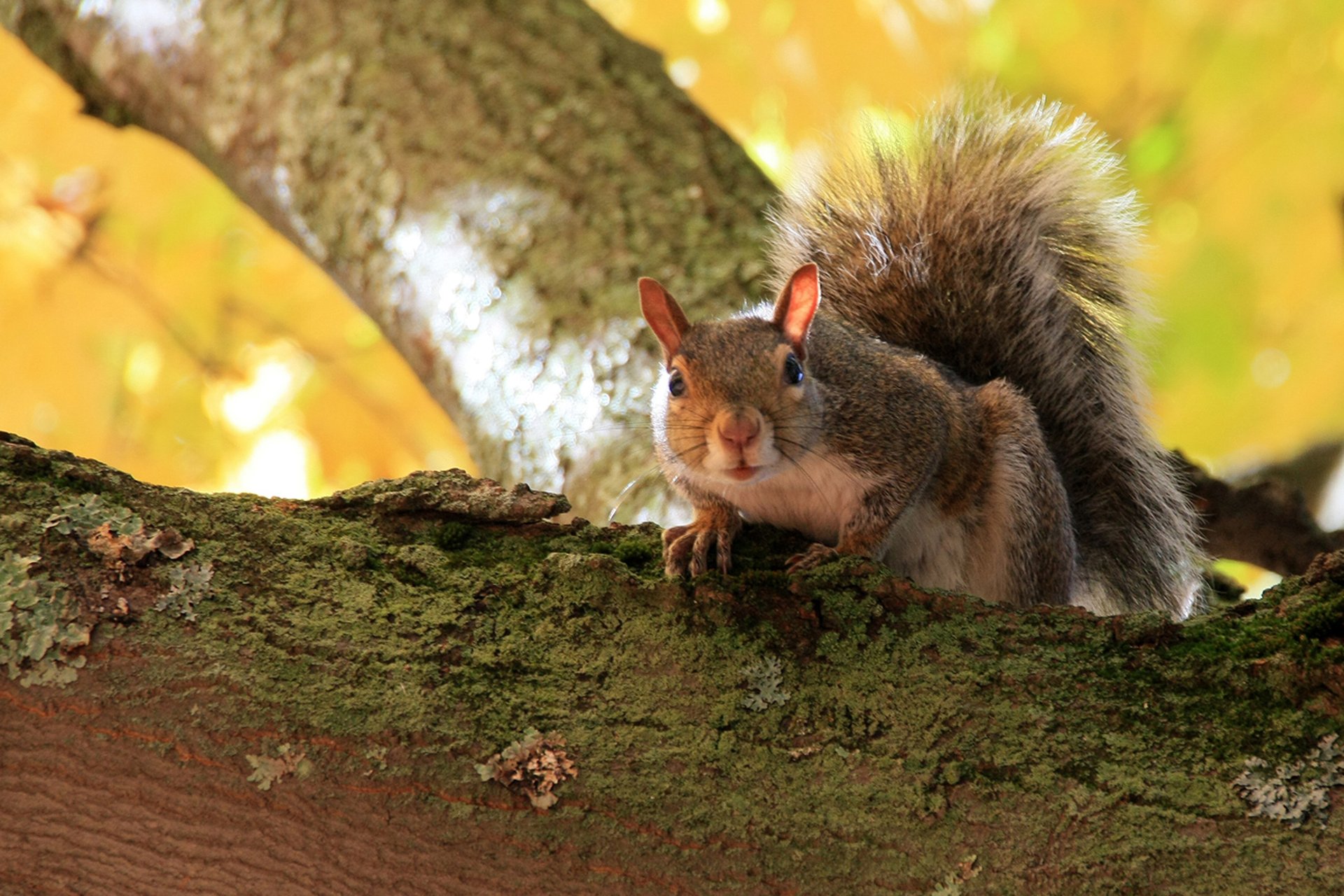 Squirrel in tree looking down at camera