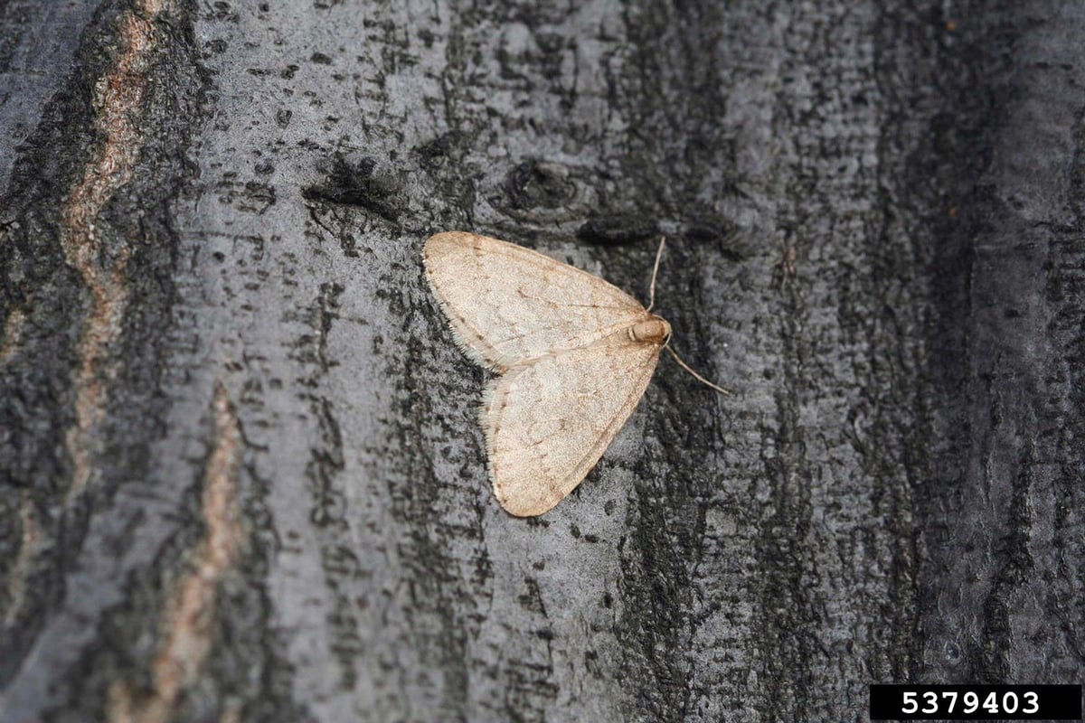 Winter Moth on tree bark