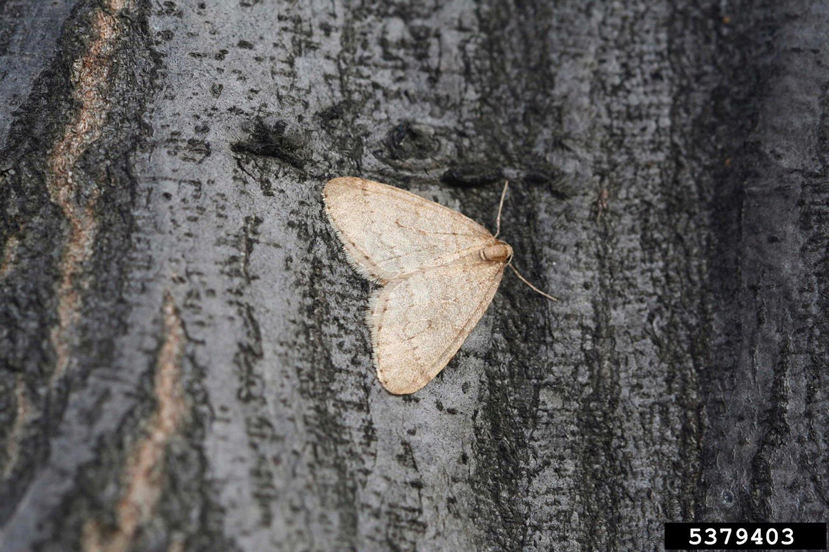 Winter Moth on tree bark