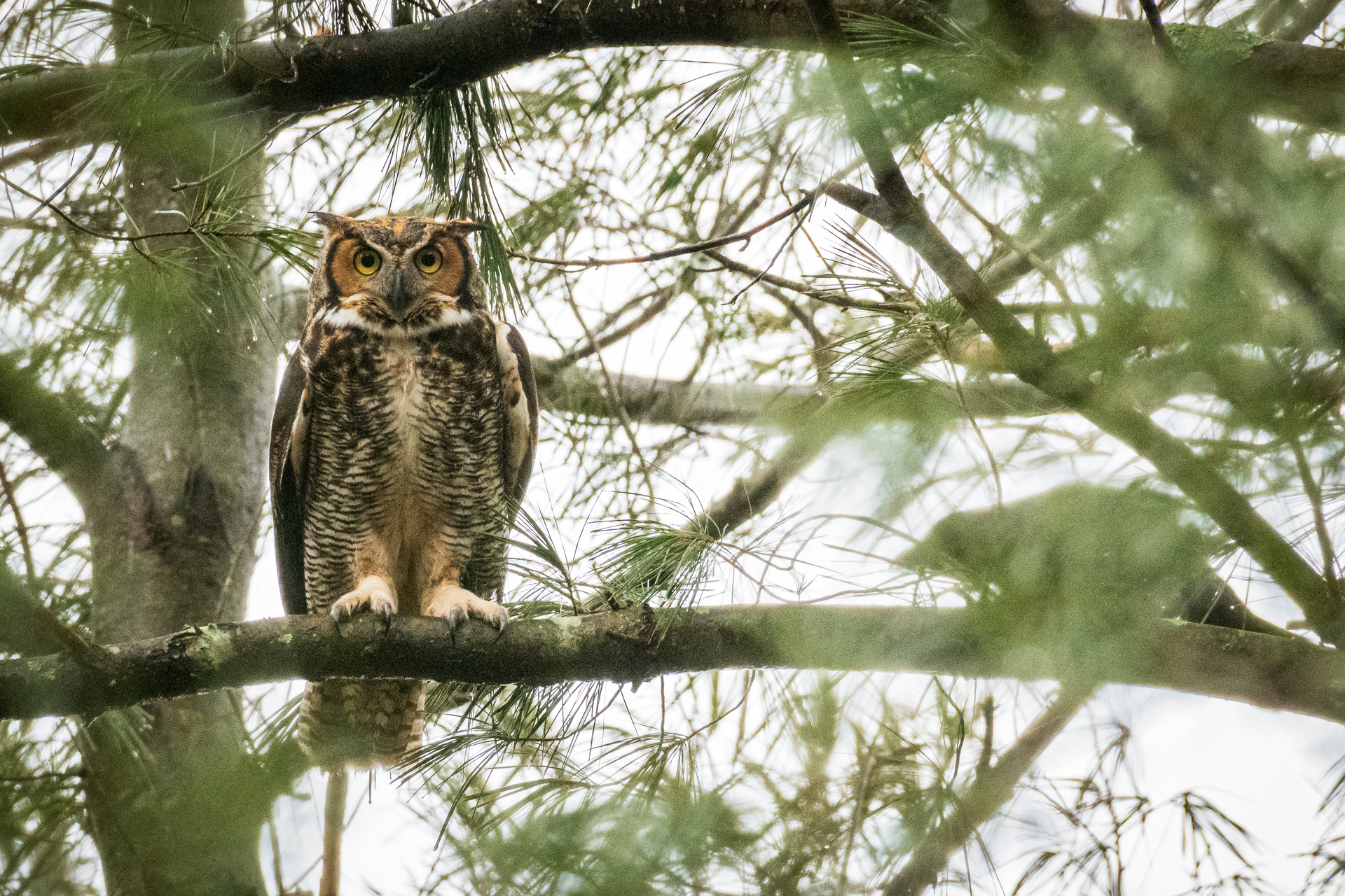 Great Horned Owl perched in tree surrounded by evergreens