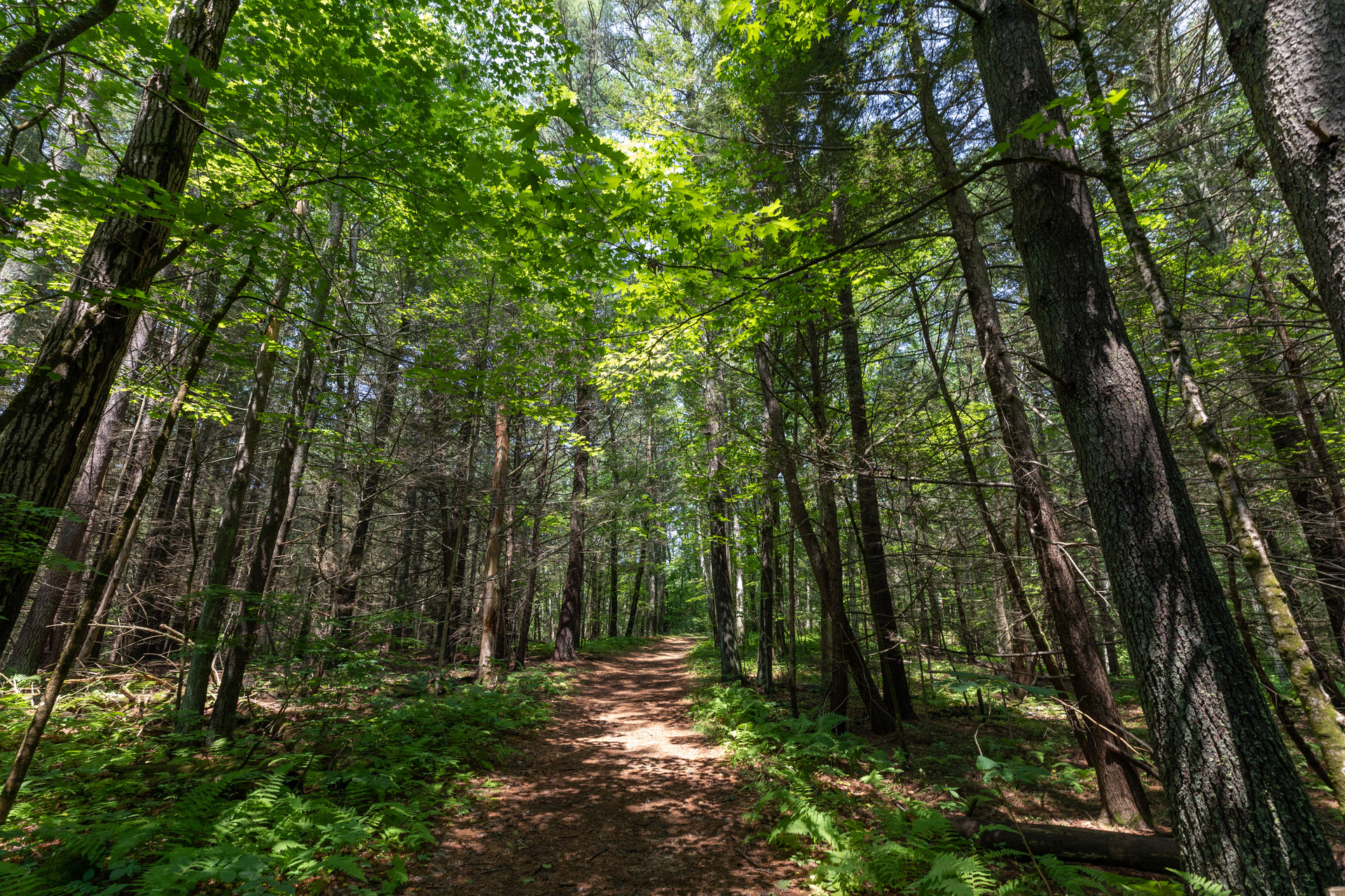 Light filters through the forest canopy onto a bare trail, surrounded by green ferns.