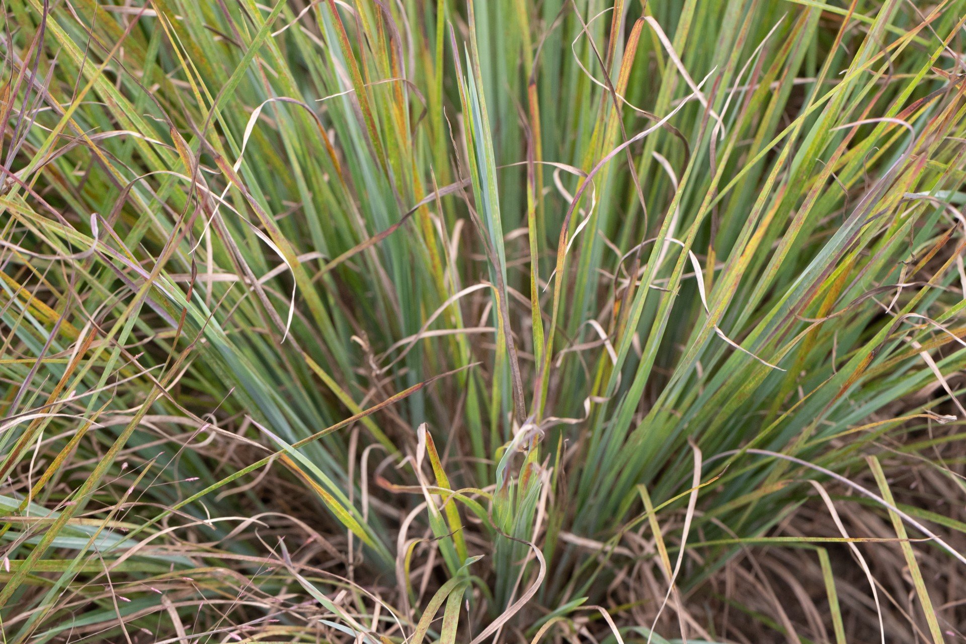 Close up of little bluestem grass