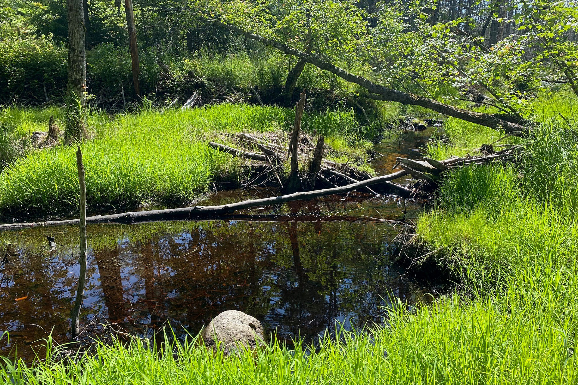 Stream bordered by lush, green banks and small fallen trees across it