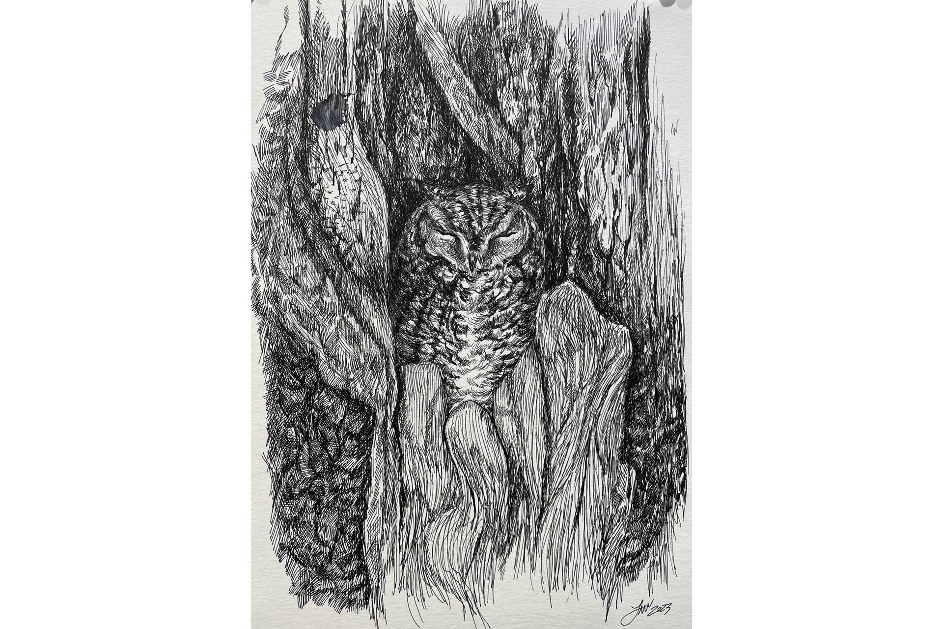 Drawing of an owl sleeping in a tree