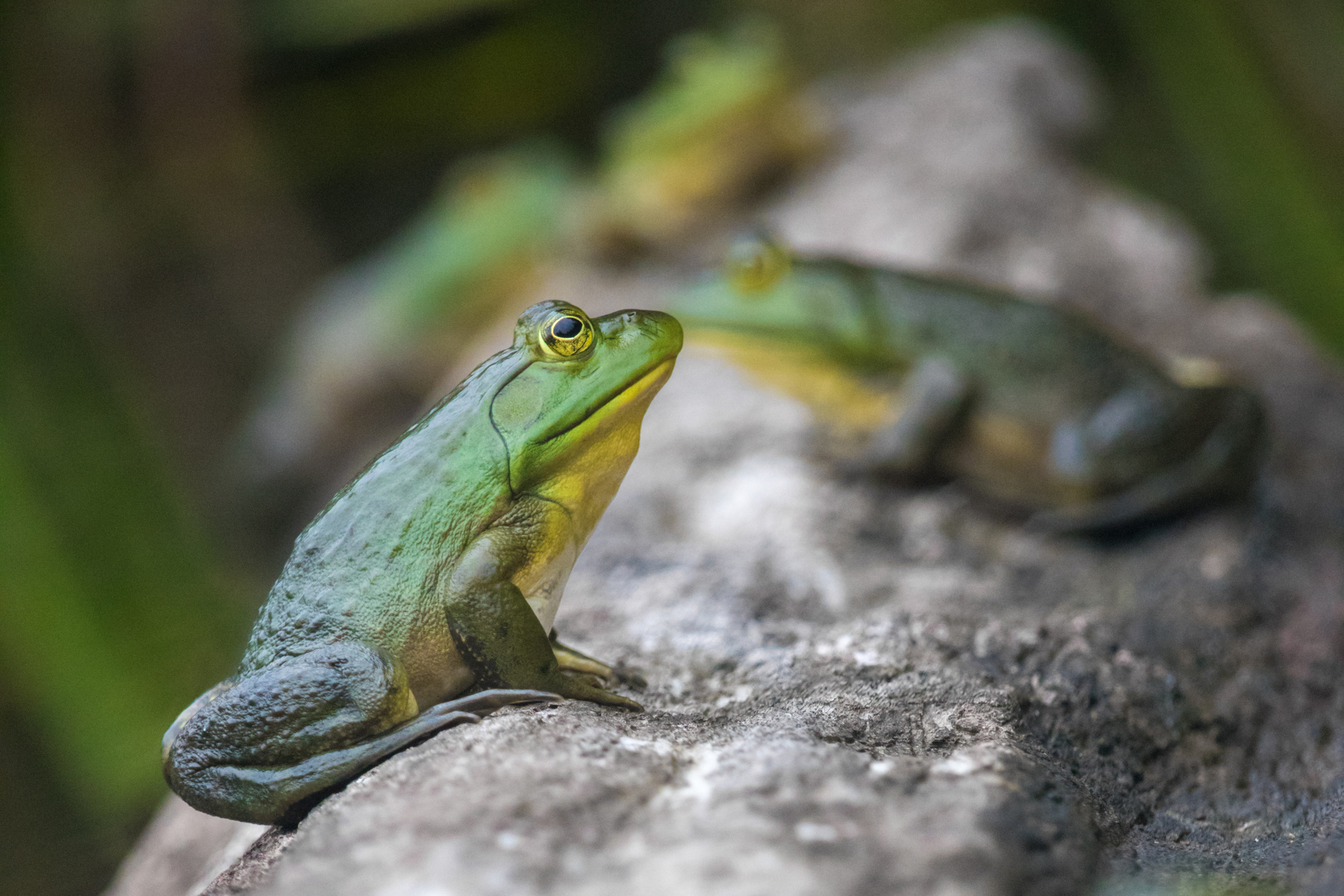 One bullfrog sitting on a log, with other frogs out of focus in the background.