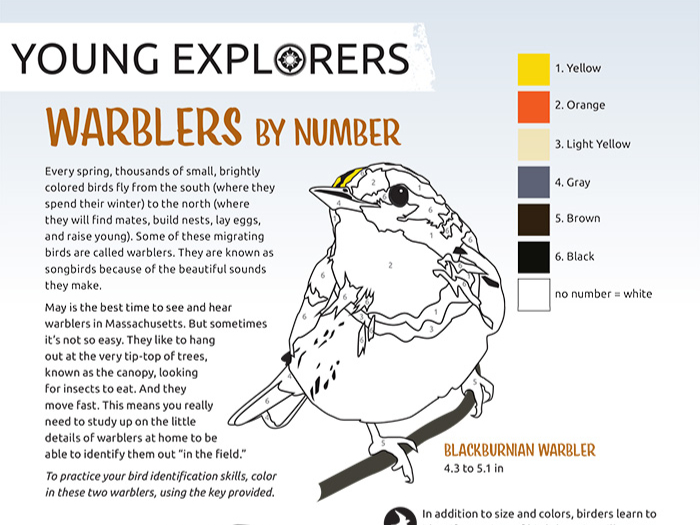 Warblers By Number Activity Sheet