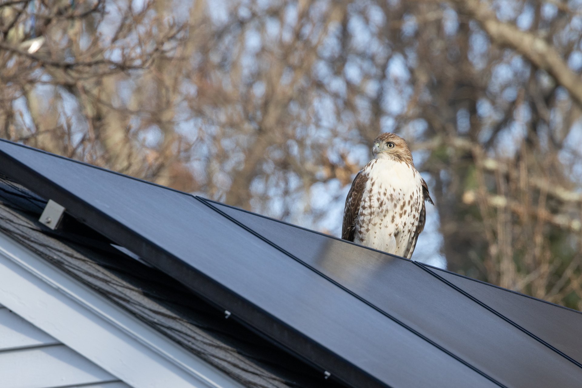 A hawk perches on a rooftop solar panel, with tree branches in the background
