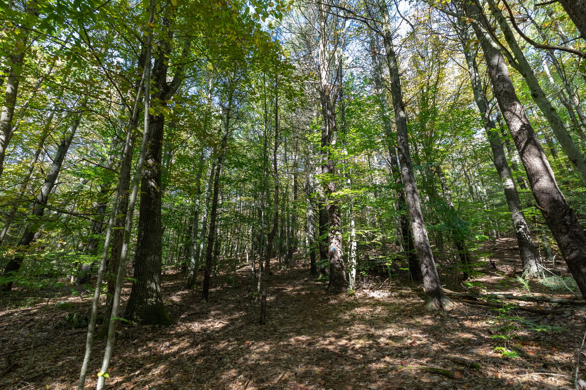 A dirt trail in a green forest.