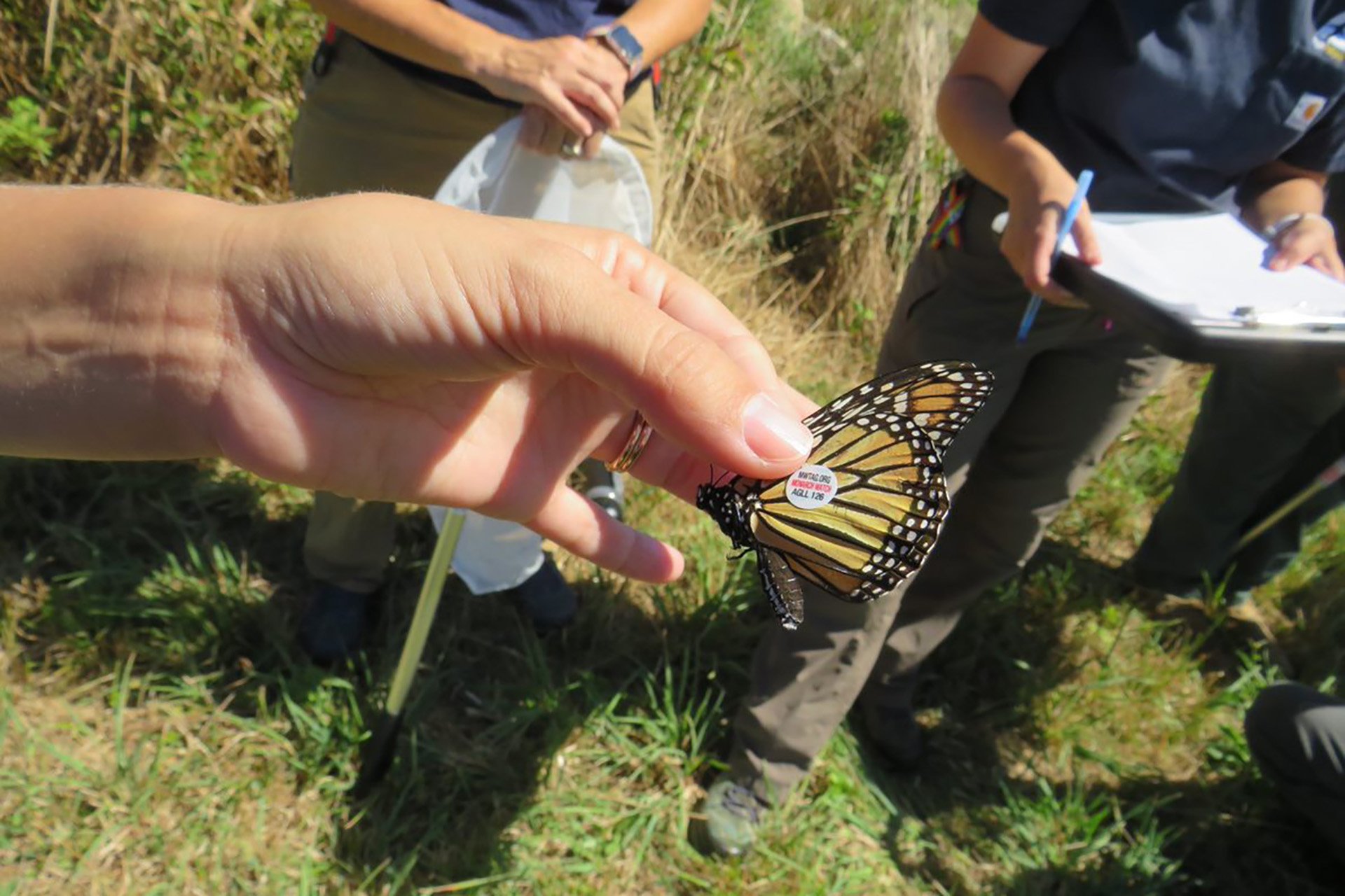 Holding a tagged Monarch butterfly