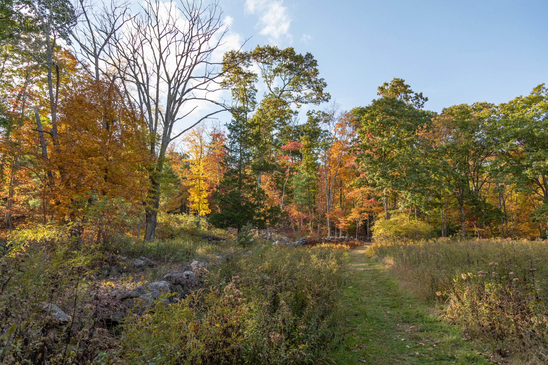 grassy trail in fall