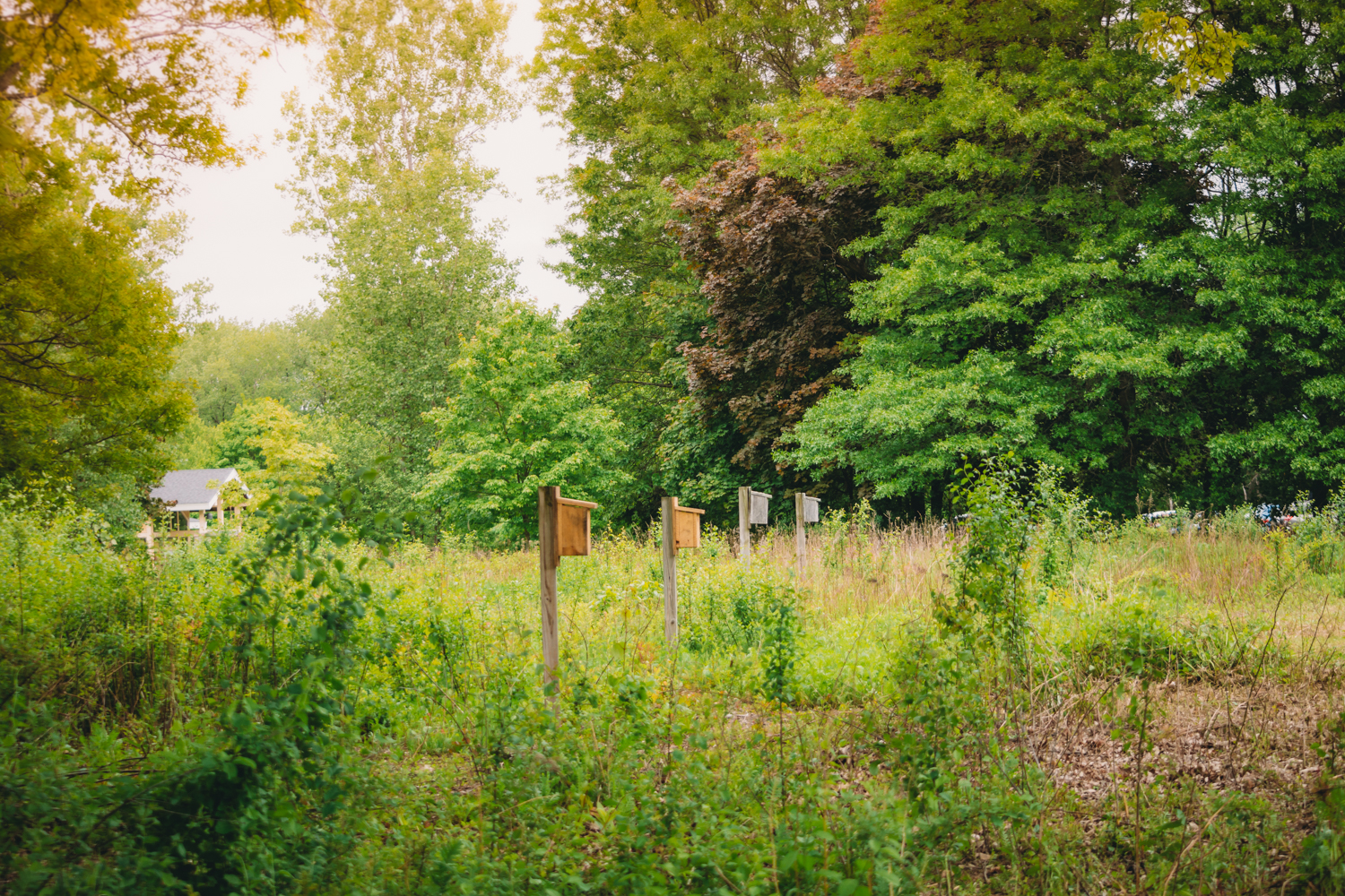 Line of nesting boxes in meadow