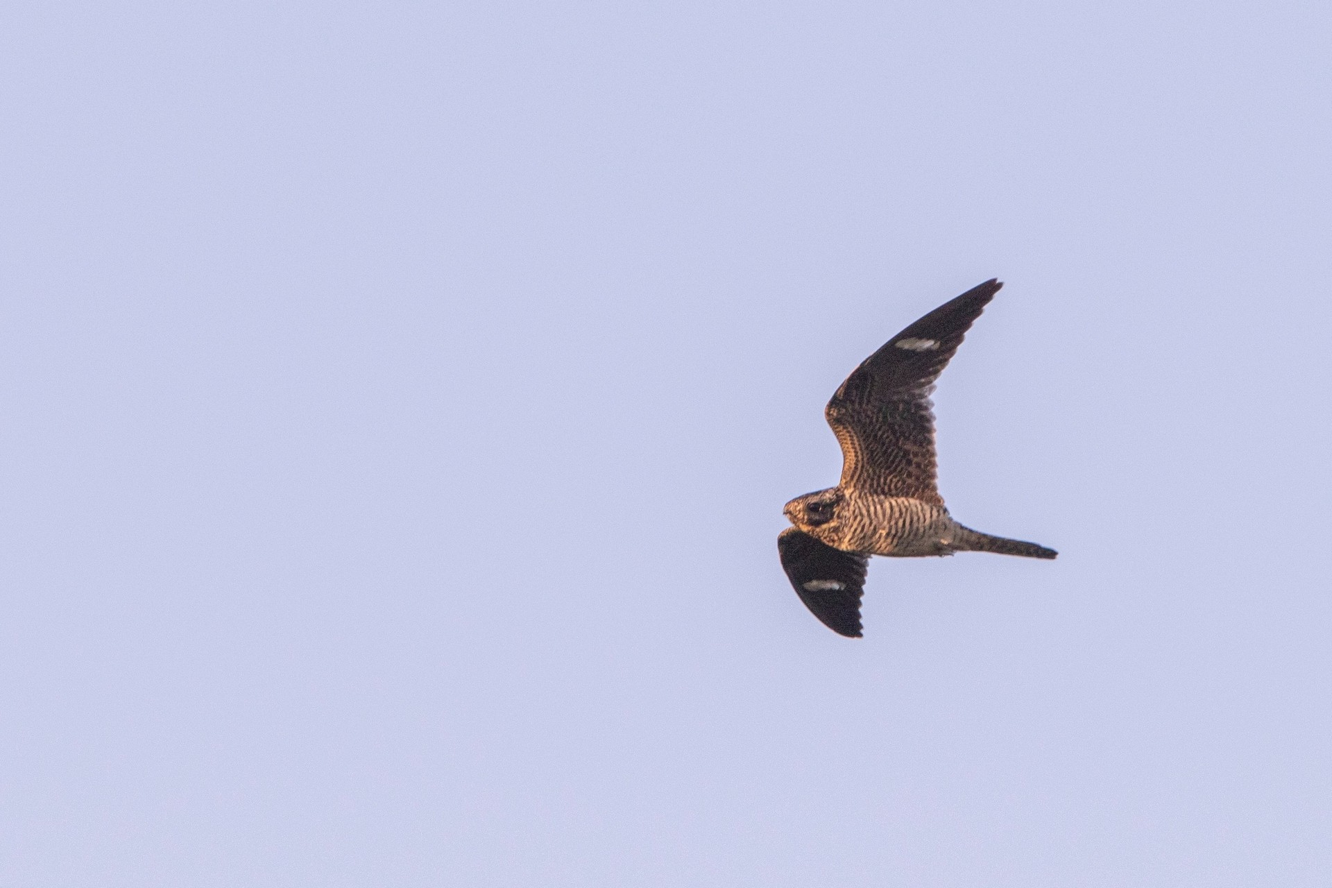 nighthawk in flight