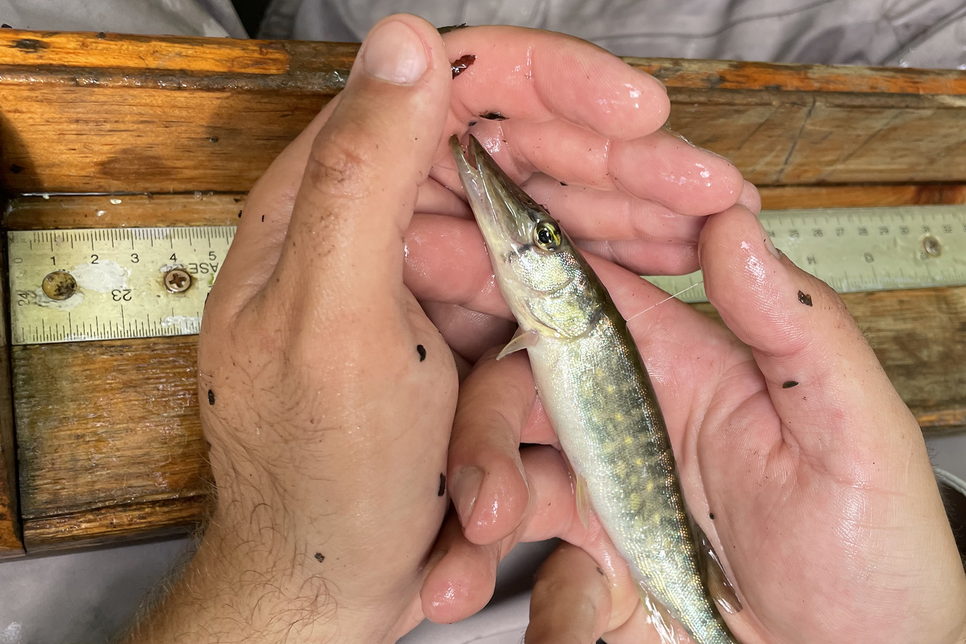small pickerel in someone's hands