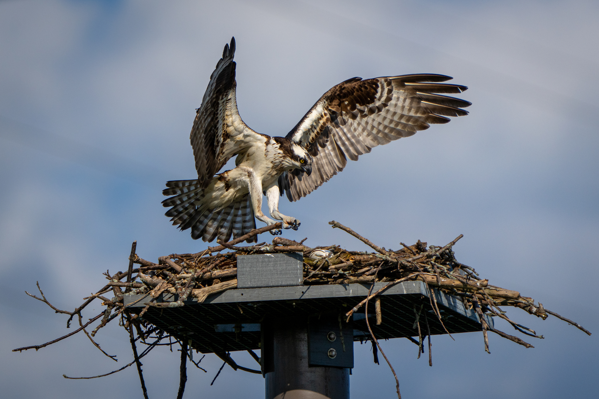 Osprey landing on nest