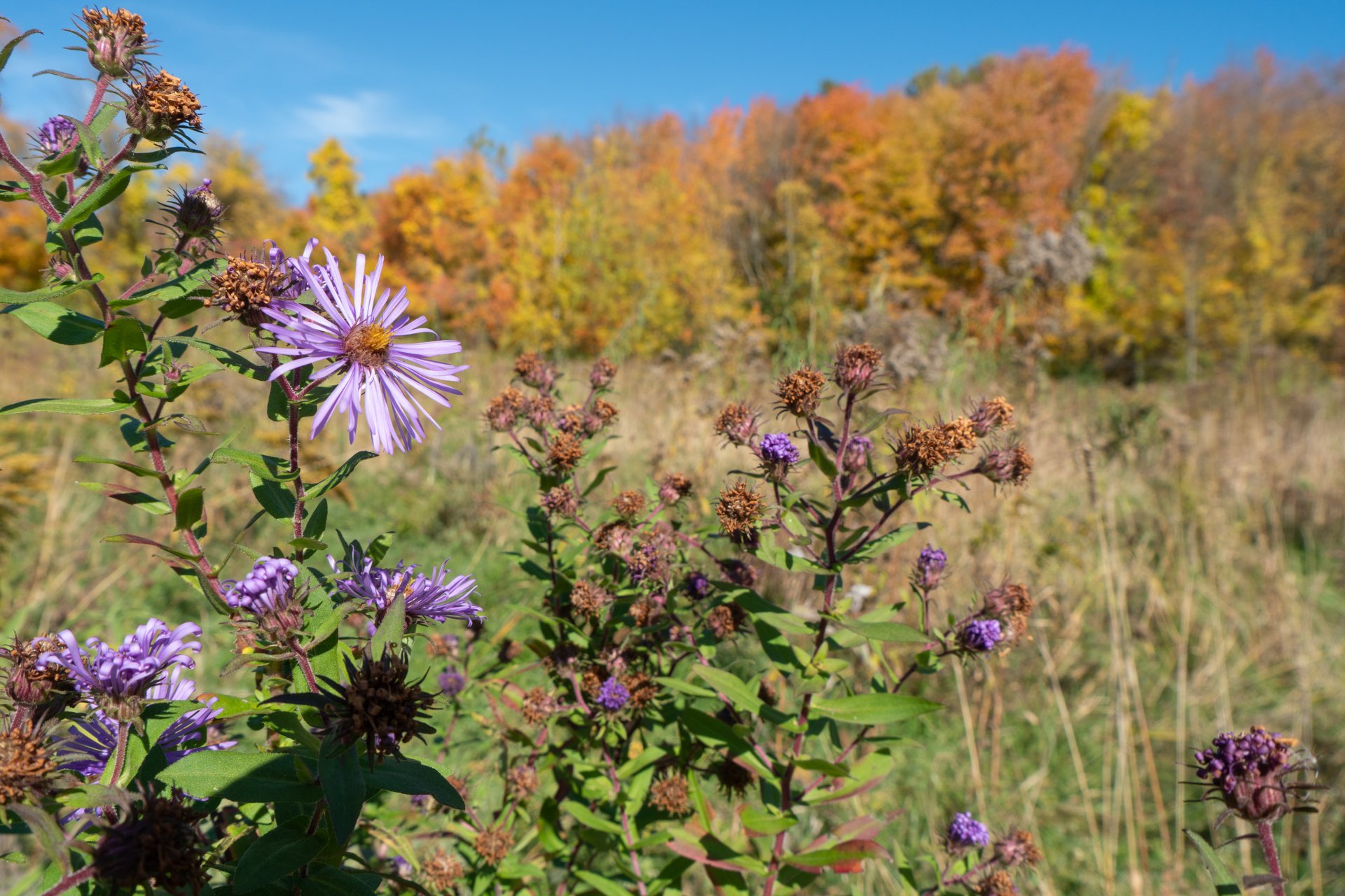 Purple flowers in focus with fall foliage in background.